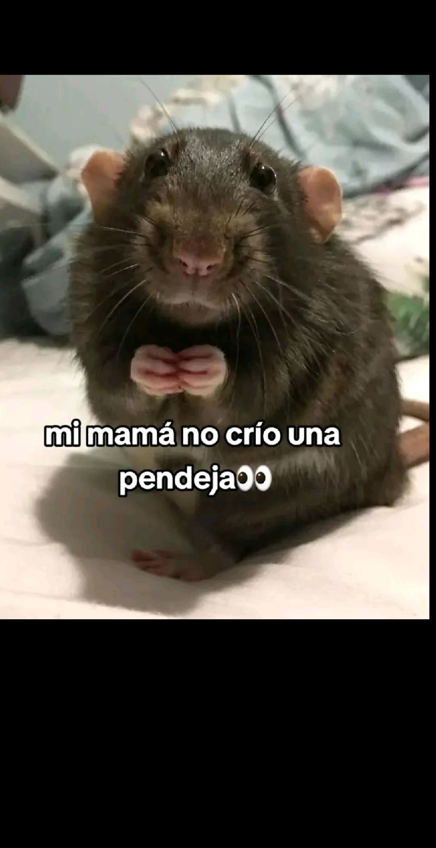 @jarumirojas1
