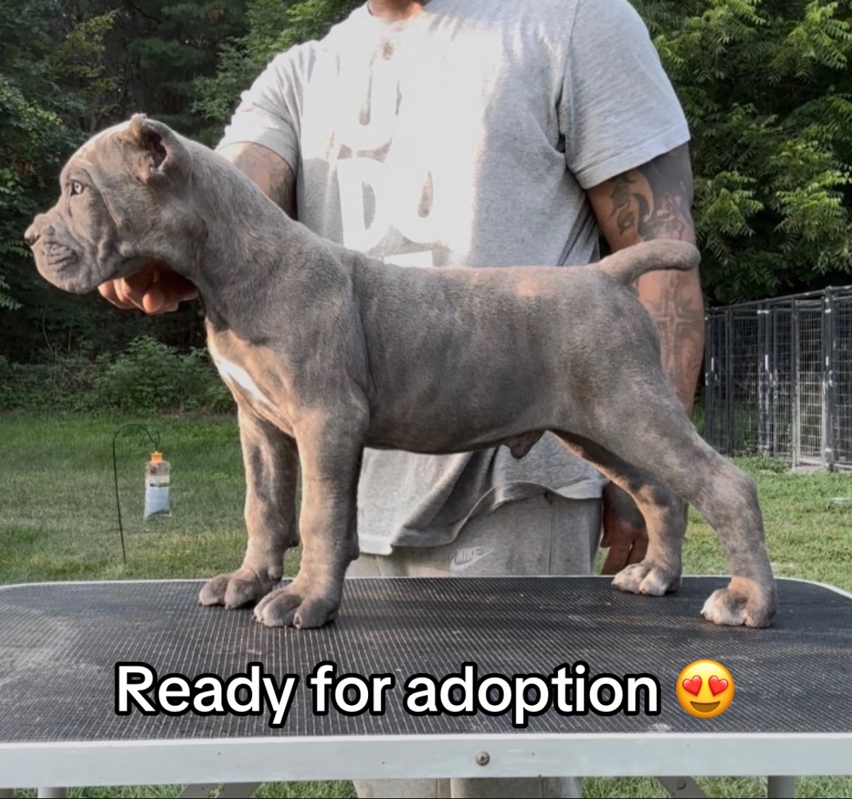 @CaneCorso