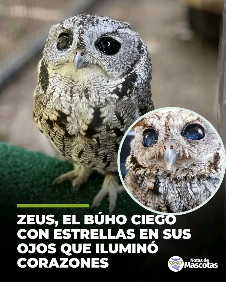@Mabel Silva