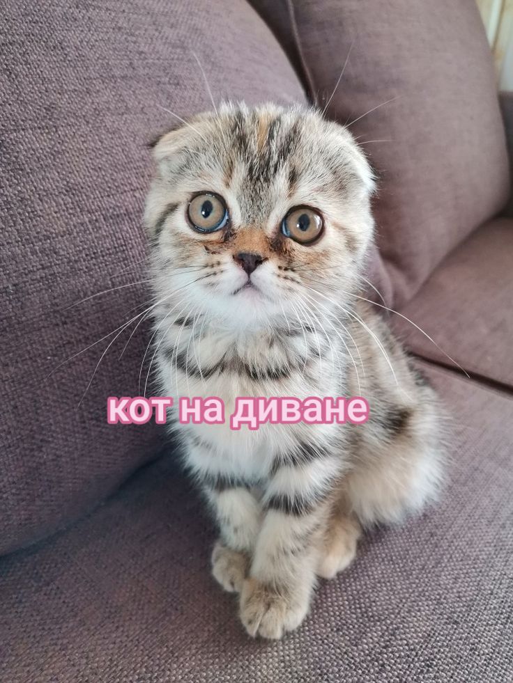 @айя ♱ ♰ Yas ☀️🍰