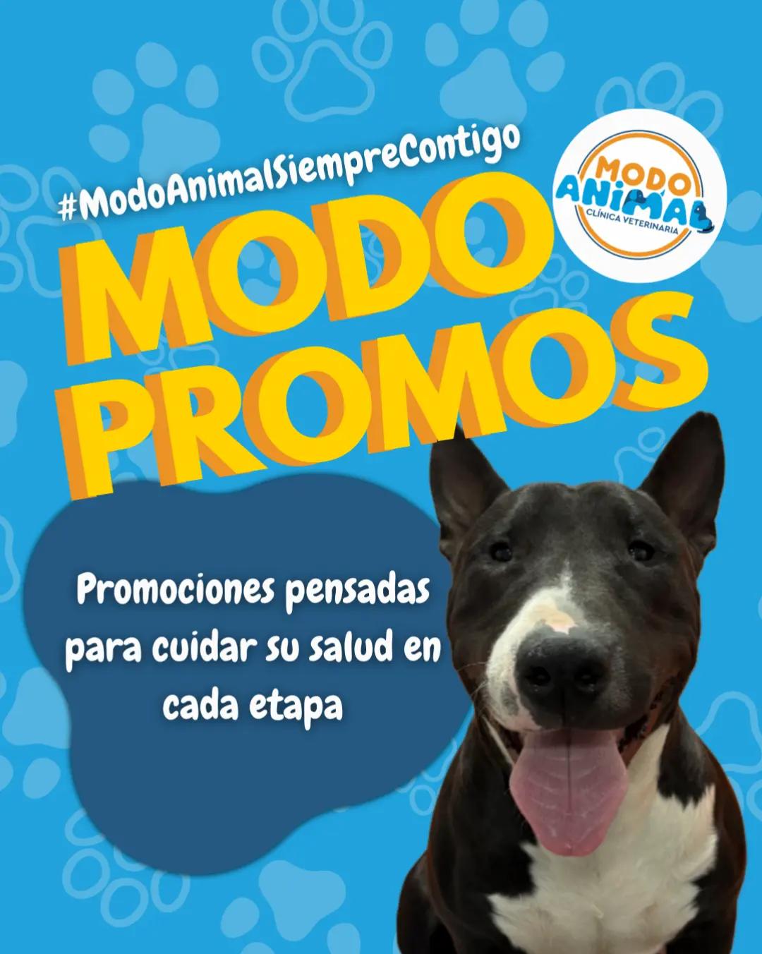 @VetModoAnimal