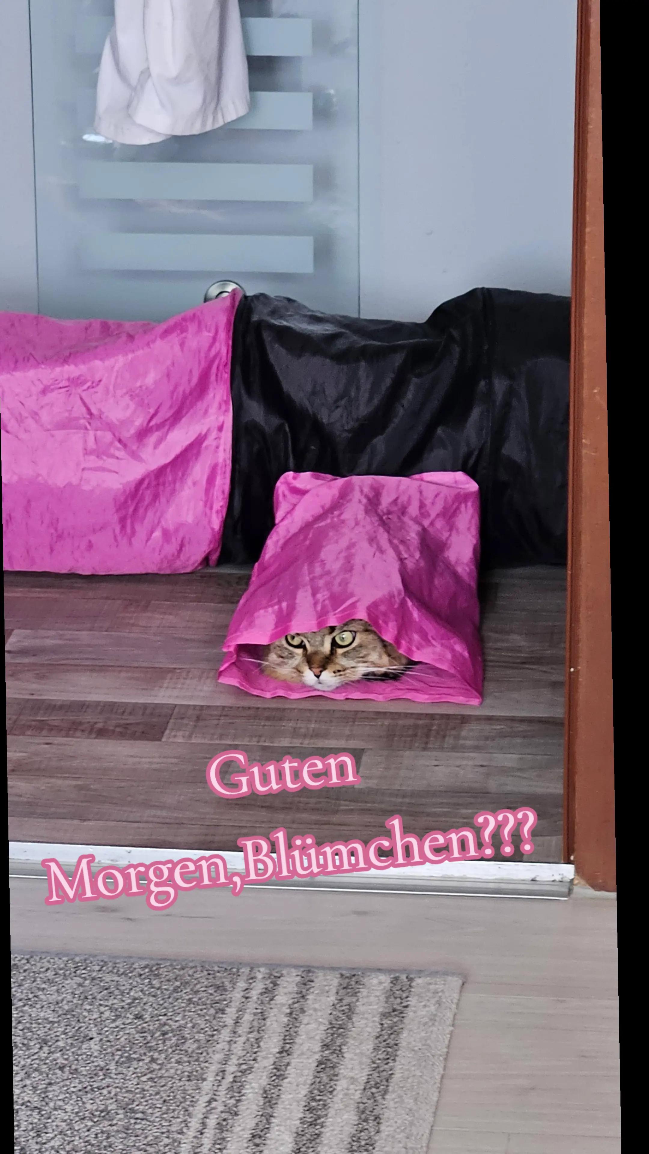 @❤️Janet,Teddy und Blümchen❤️