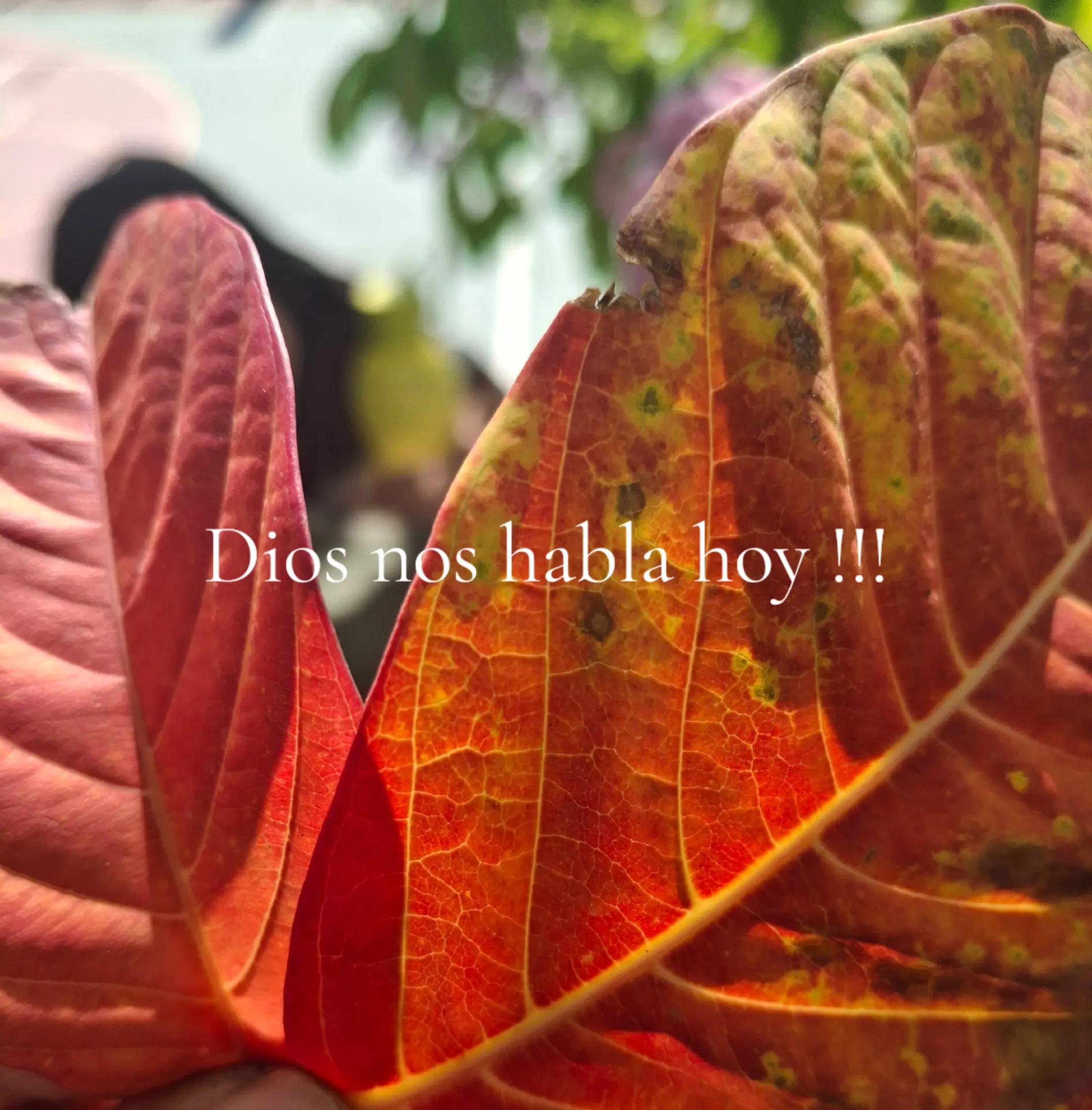 @yoma@Alexi.