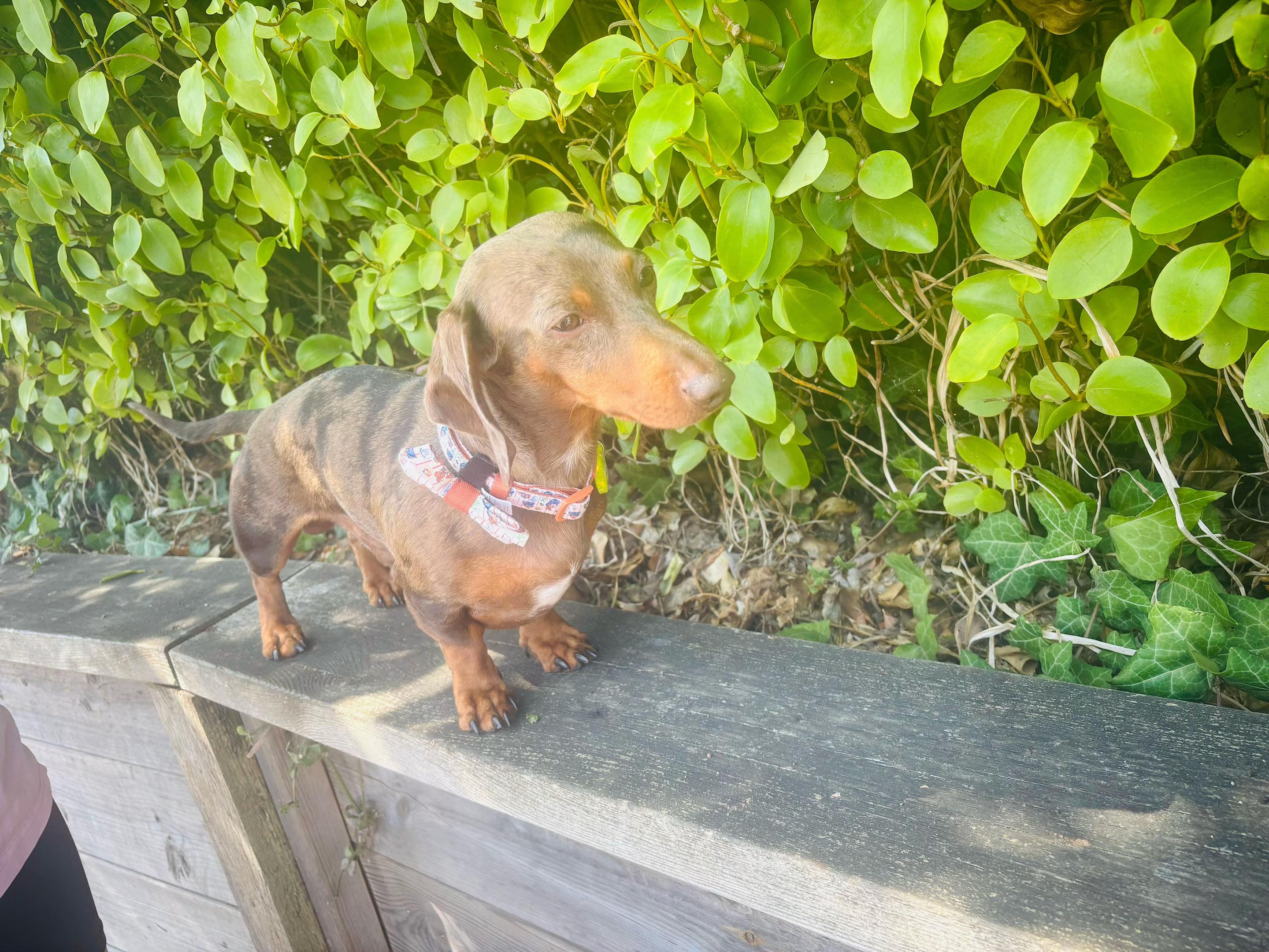 @marleythesausagedog