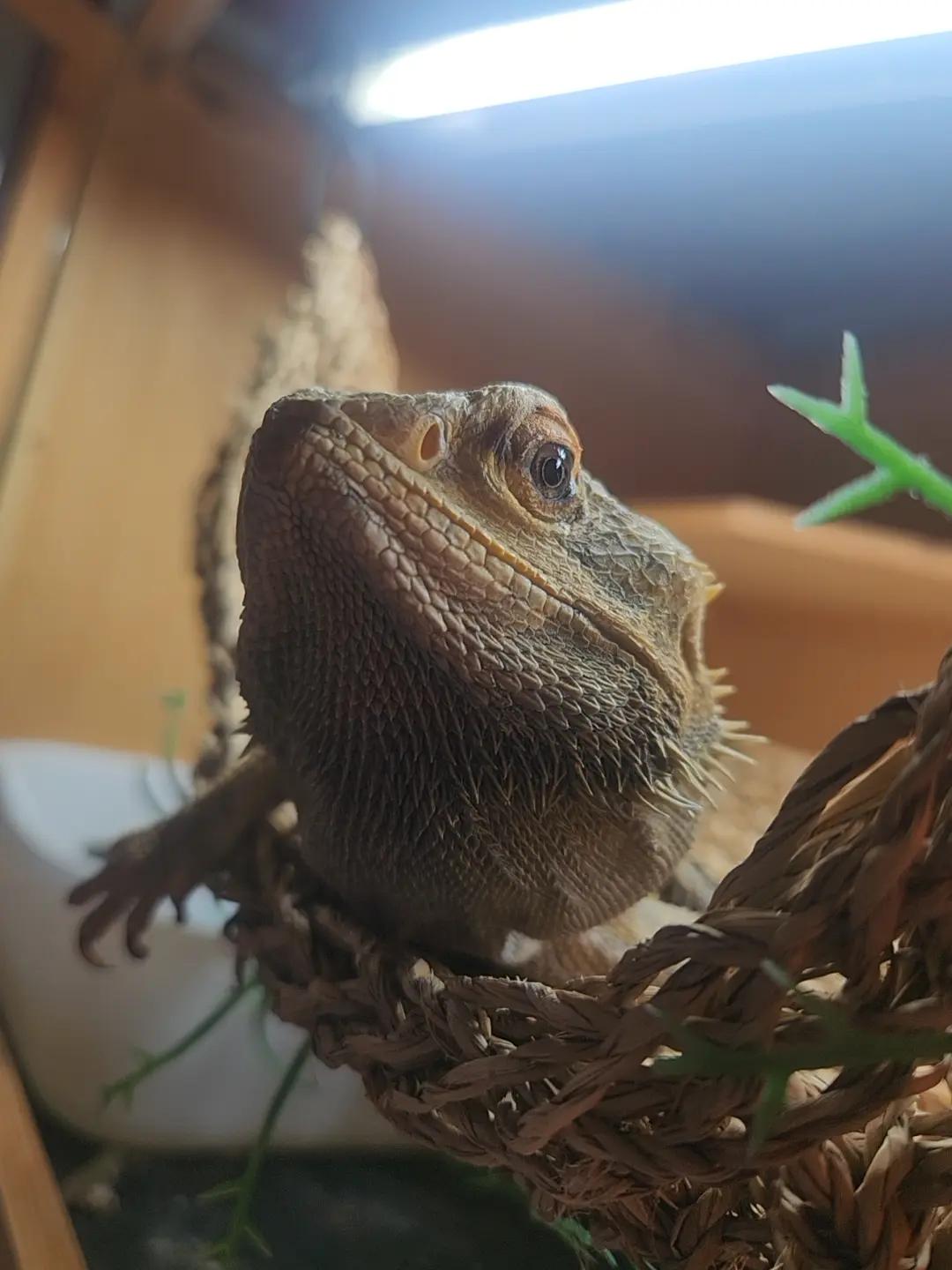 @My beardies & me 2.0