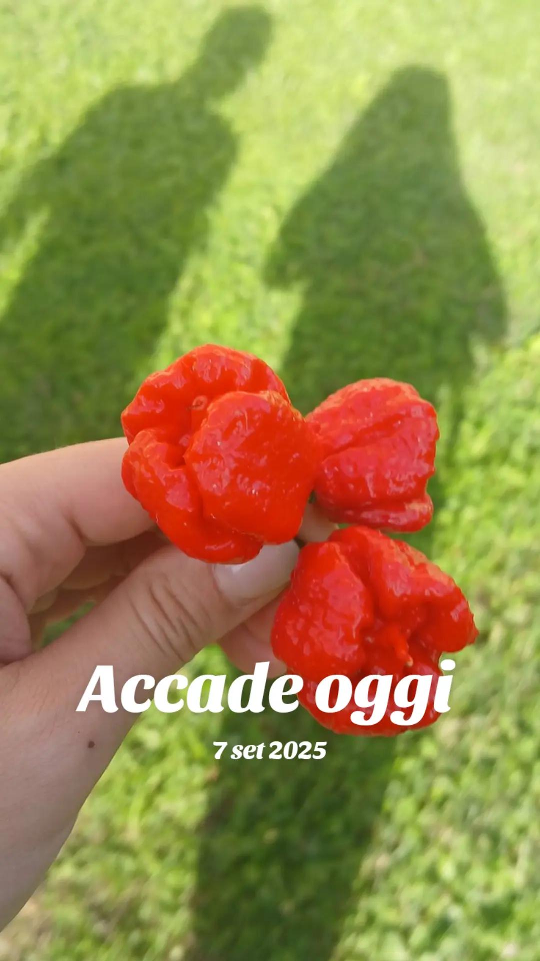 @Acida MENTE