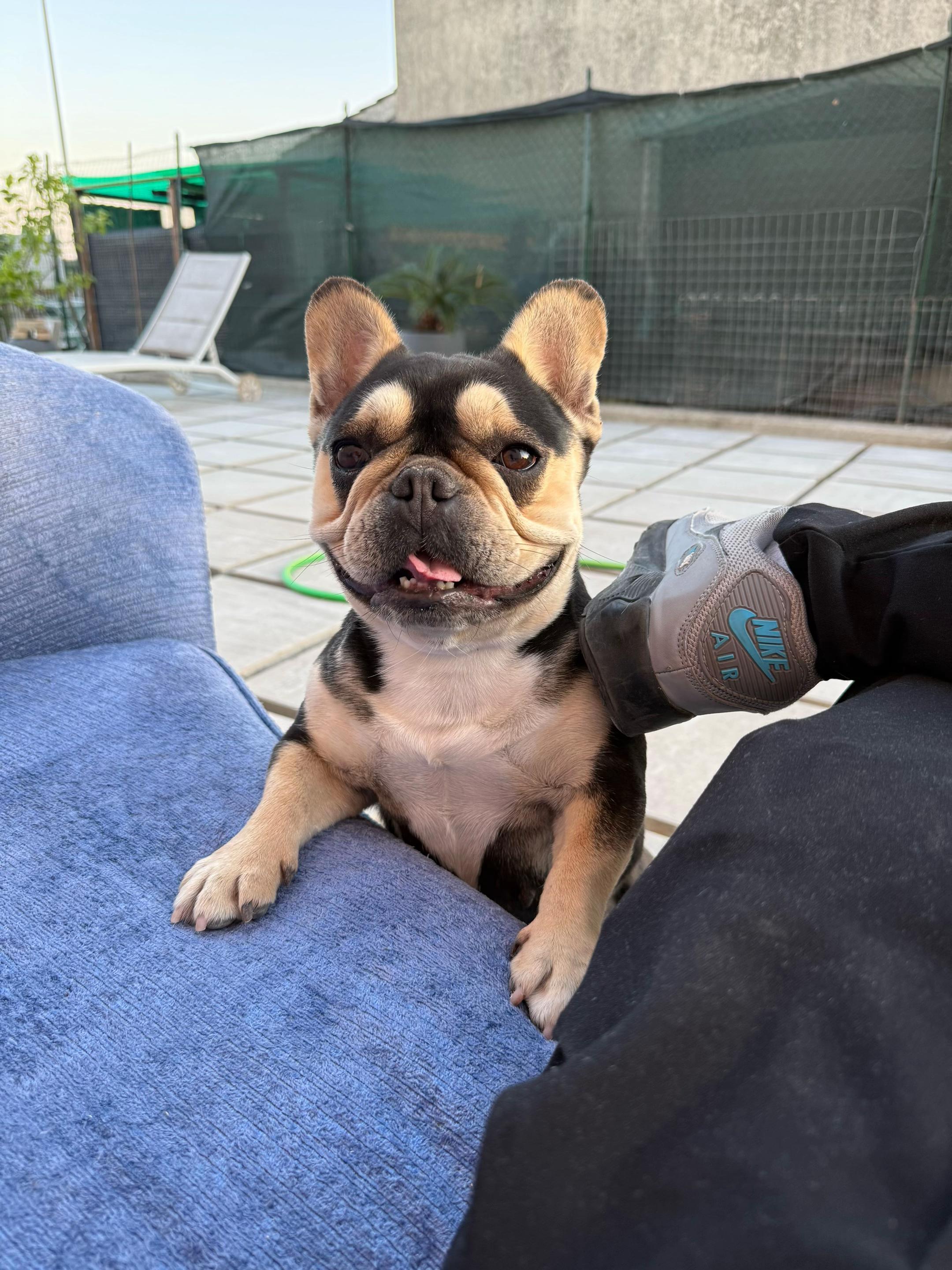 @DonatoBulldogFranceseCuccioli