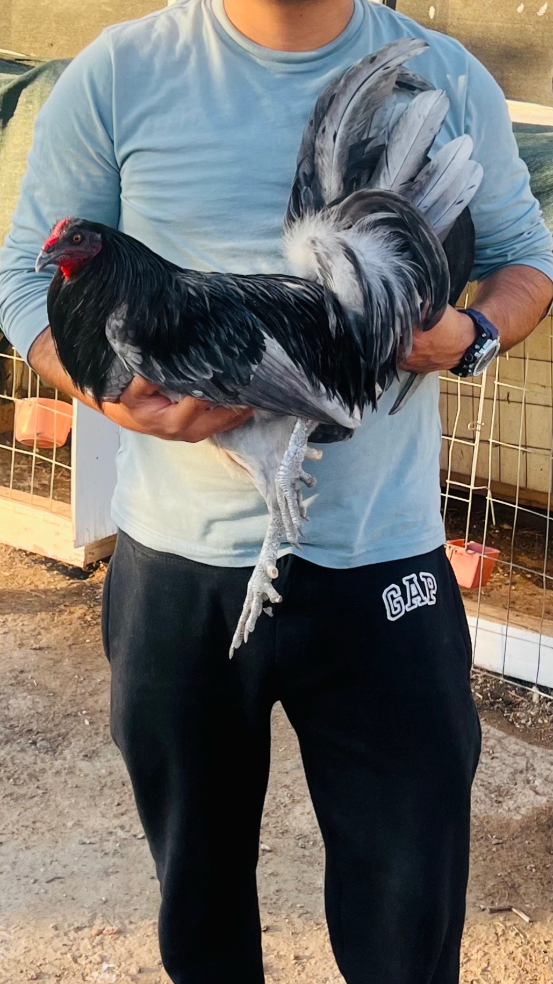 @Venturas mug gamefowl