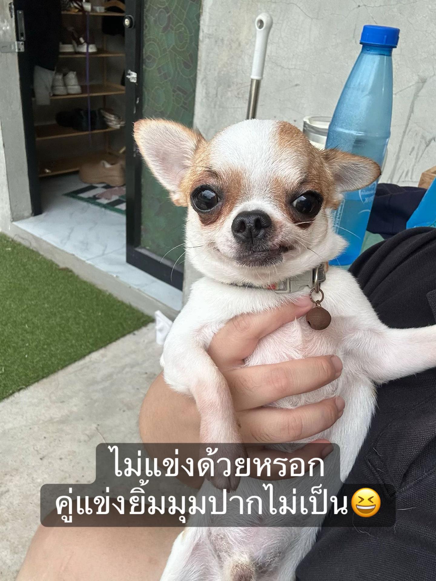 @บิ๊กบอสลูกมีน่า🐶