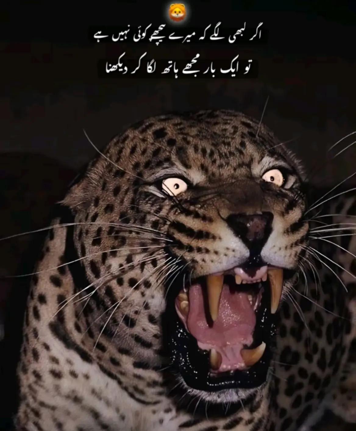 @کنگ نازک 🙌🖤