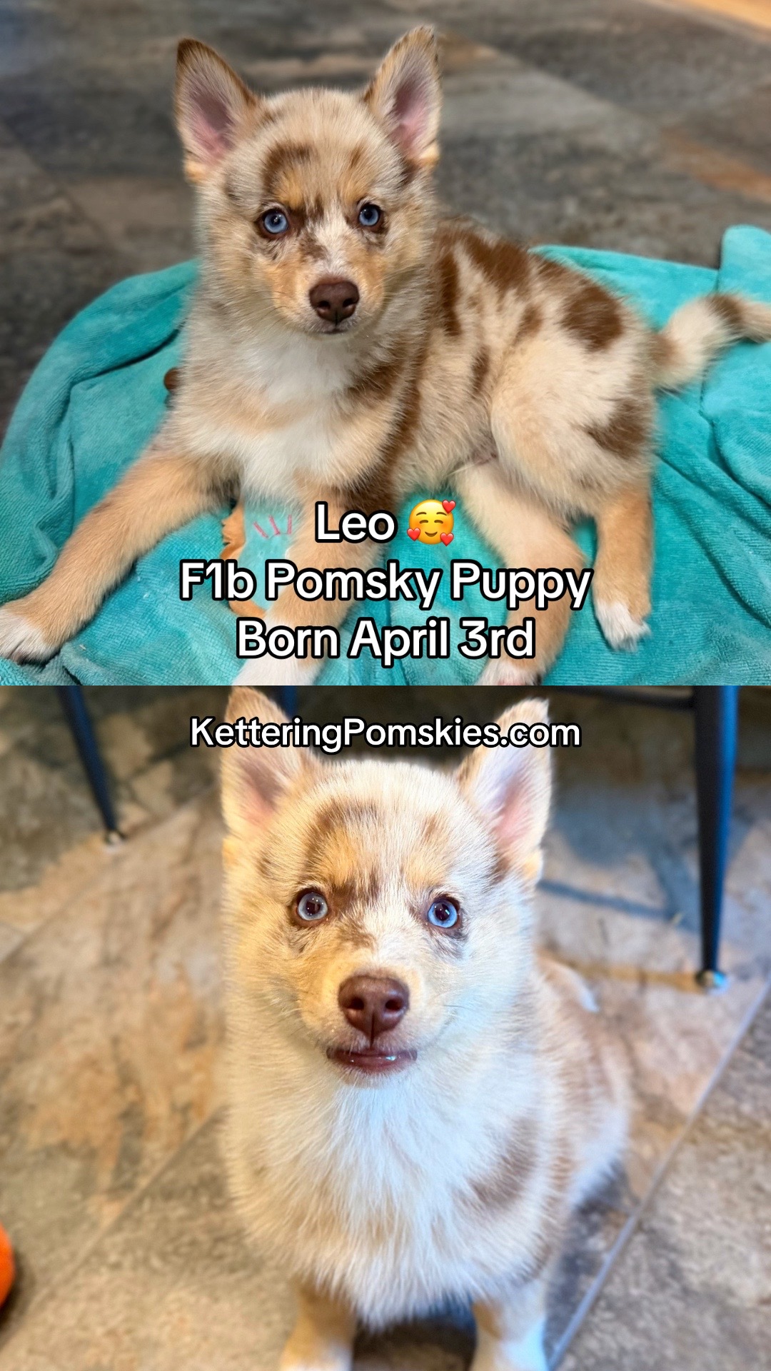 @Kettering Pomskies