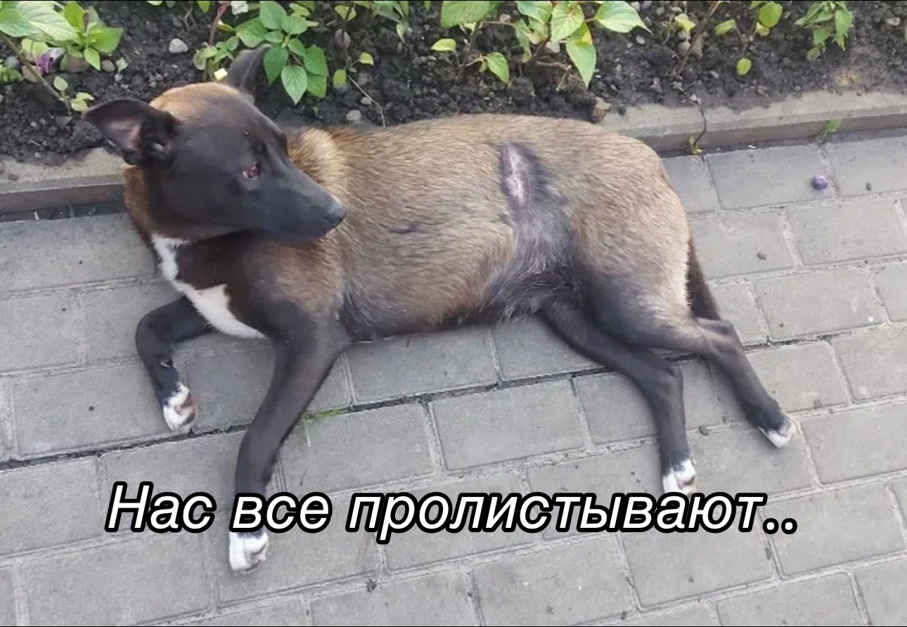 @Приют для животных Потеряшка