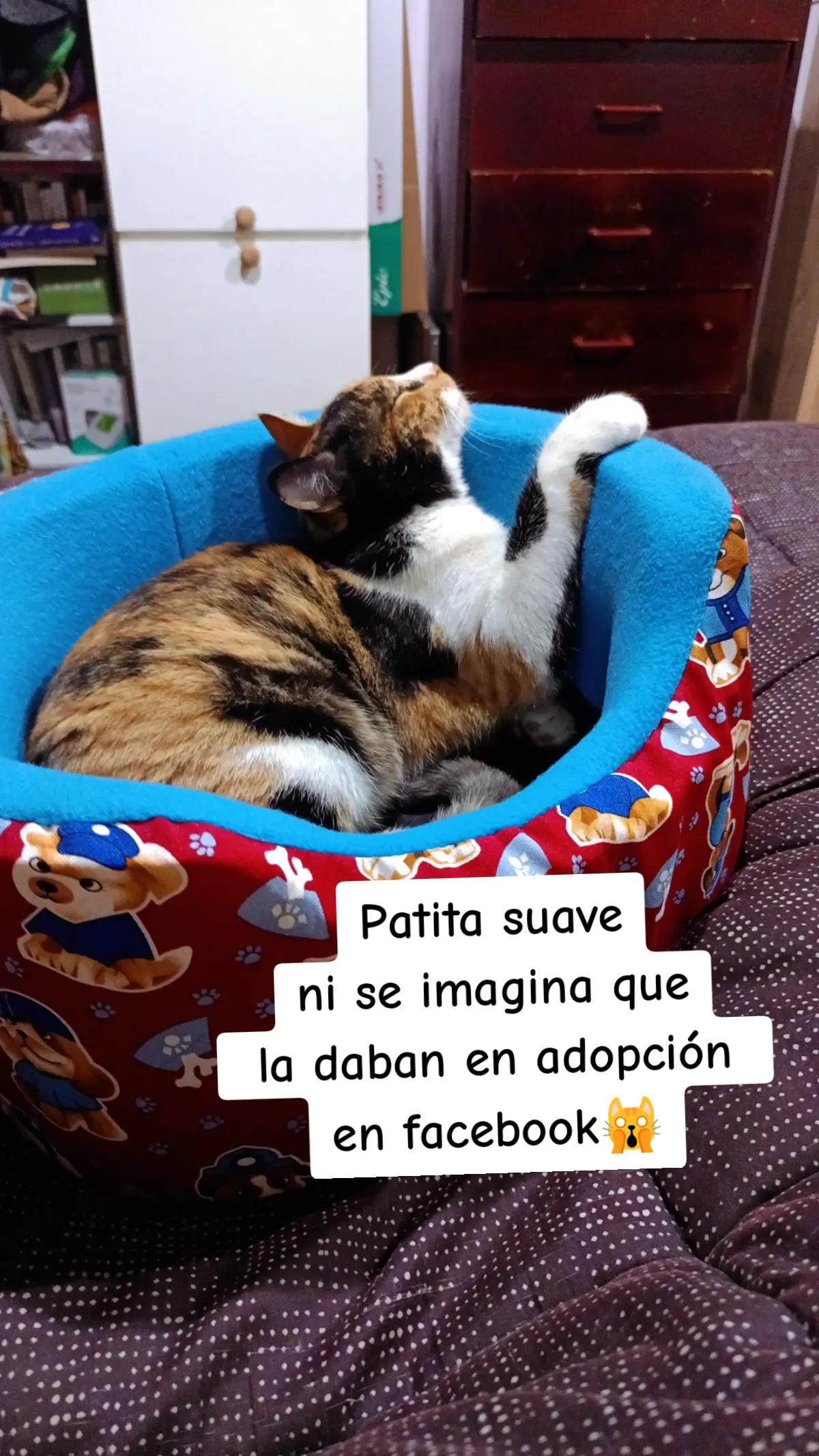 @Macarena🕊️❤️🩹