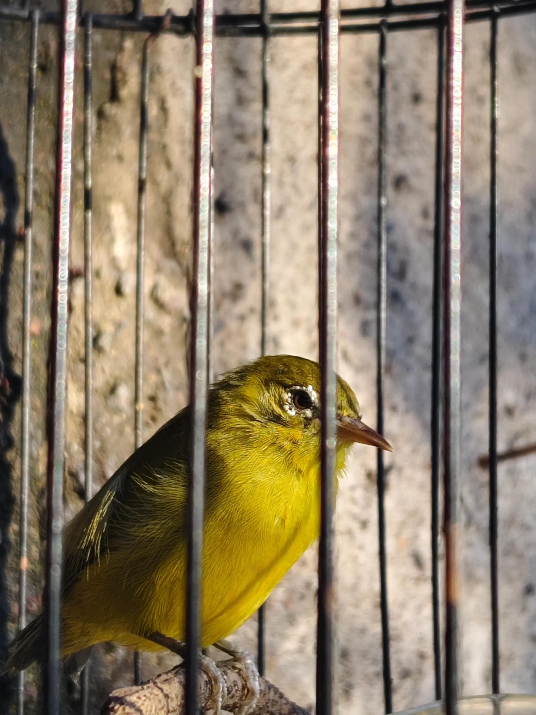 @NDX BIRD FARM