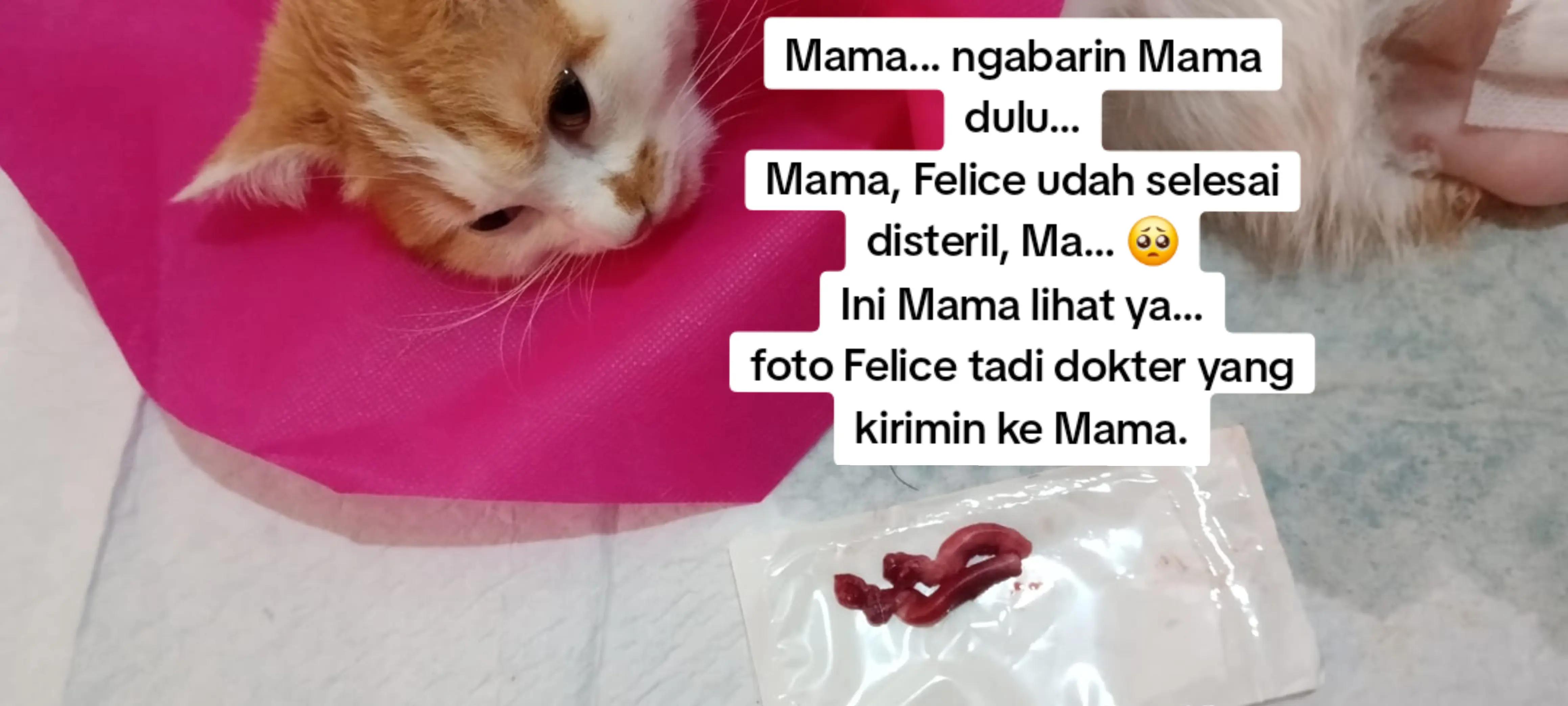 @Felice