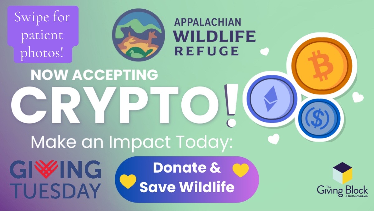 @Appalachian Wild