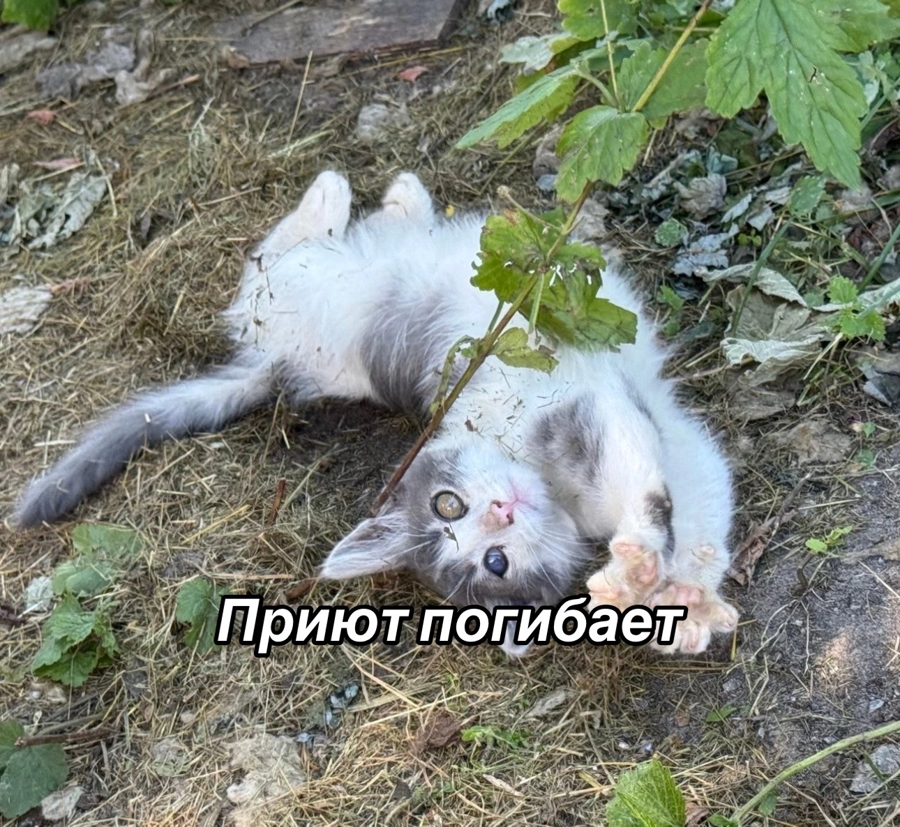 @Приют Потеряшка