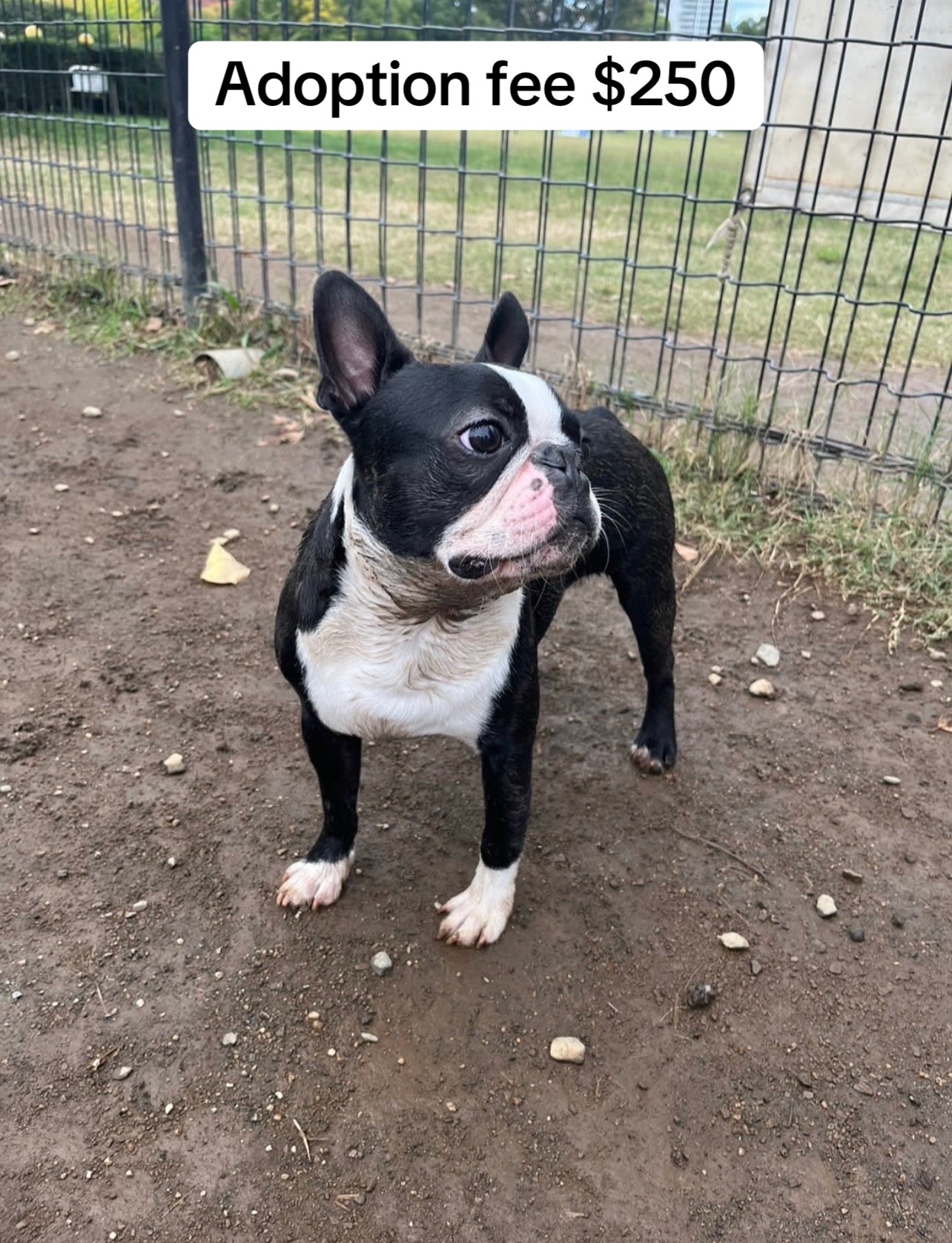 @Boston terriers puppies