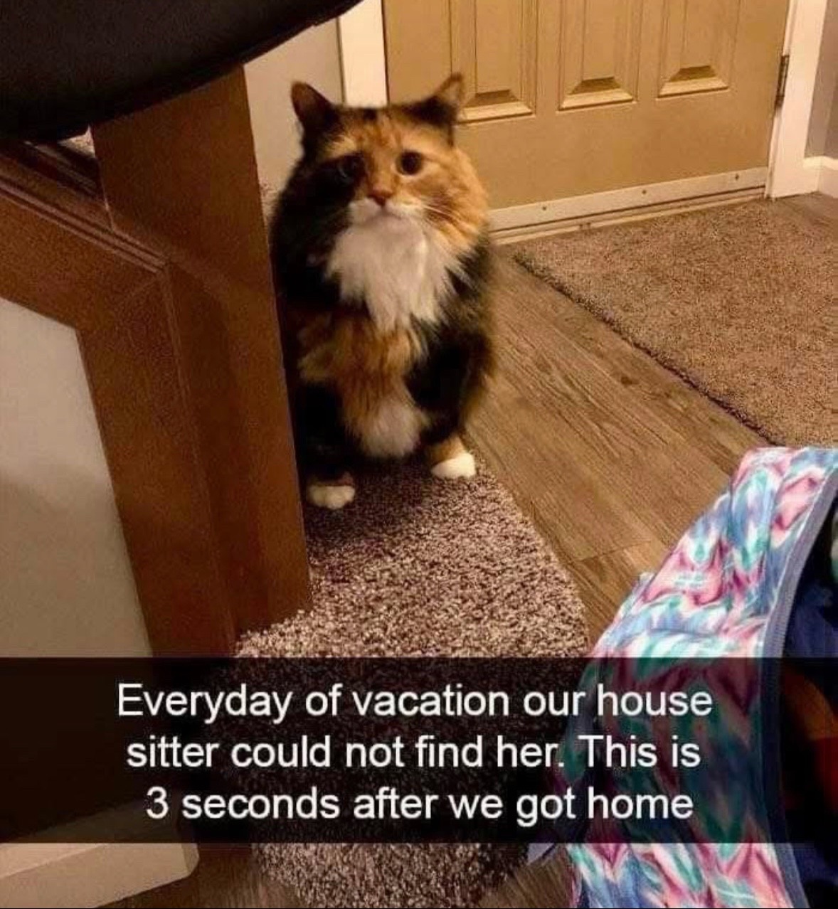 @Bratcats