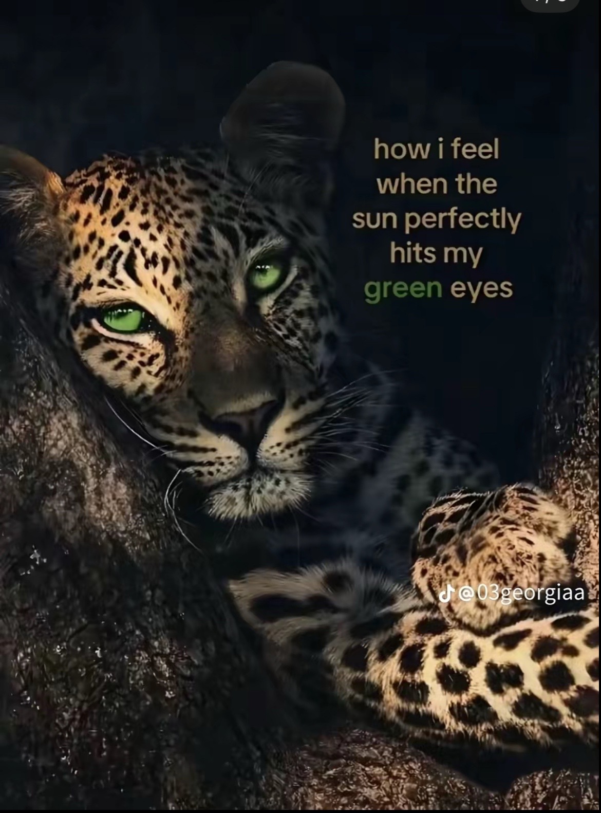 @ℳ𝒶𝒹𝒾𝓈ℴ𝓃🂡