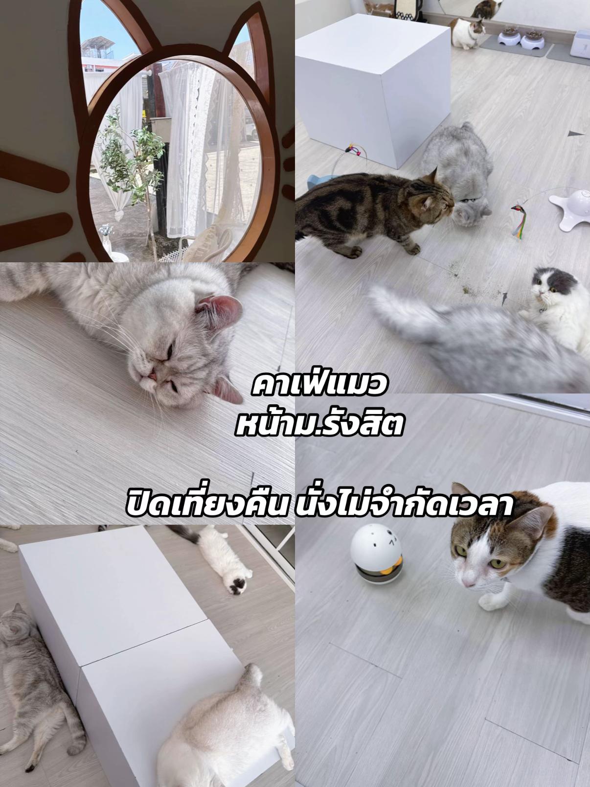 @คาเฟ่แมวโมริ Mori cat cafe'