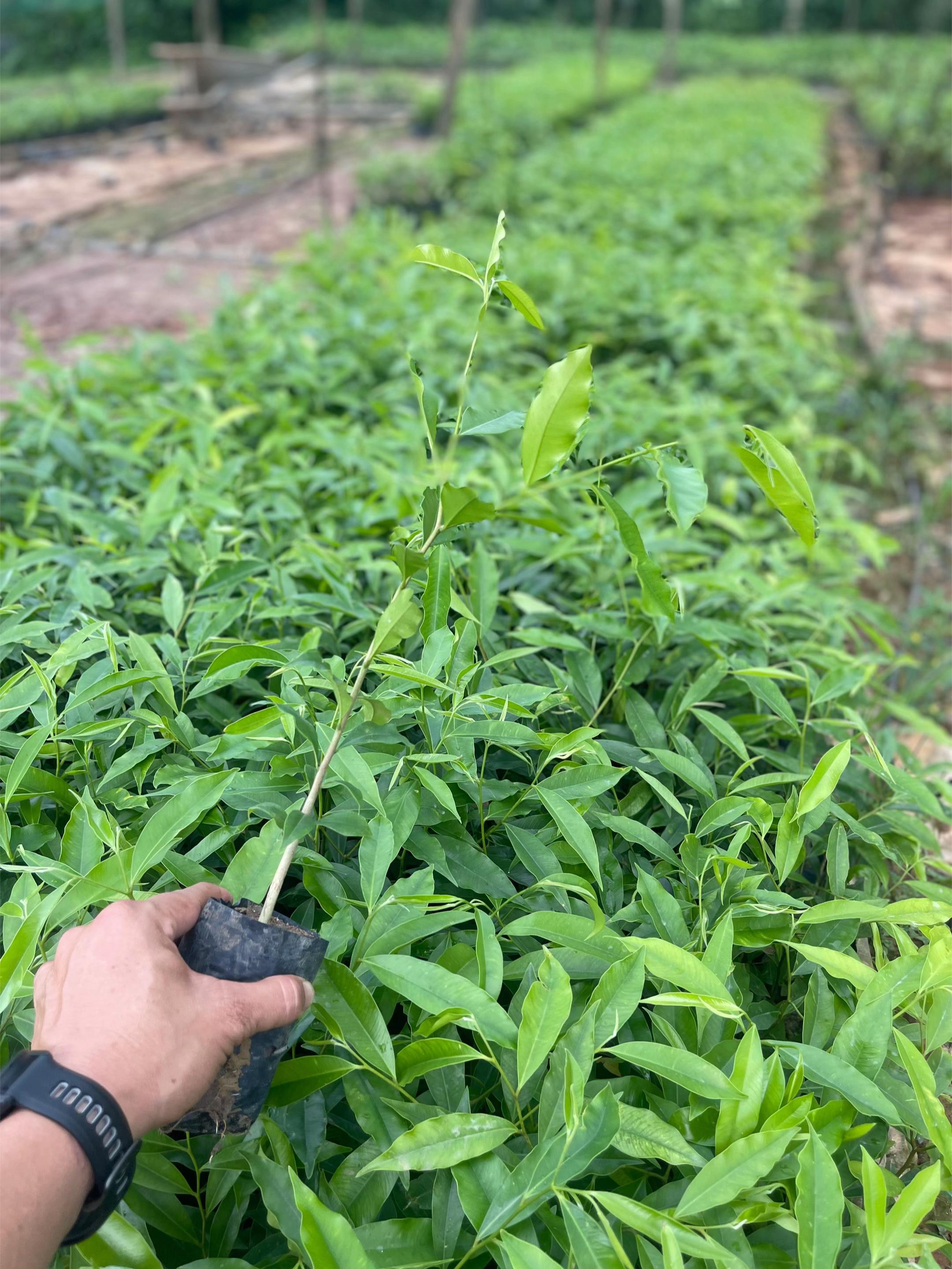 @D&oacute; Đen Việt !