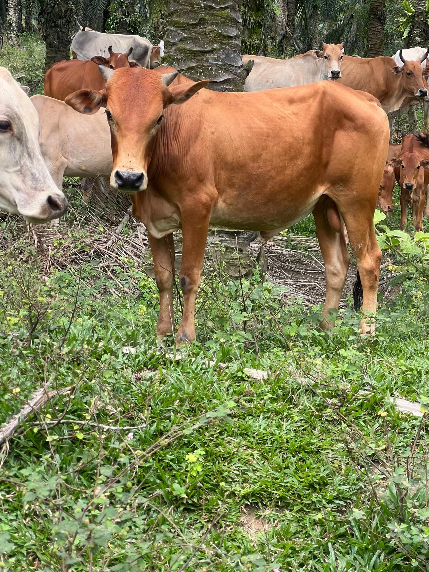 @Haziq farm