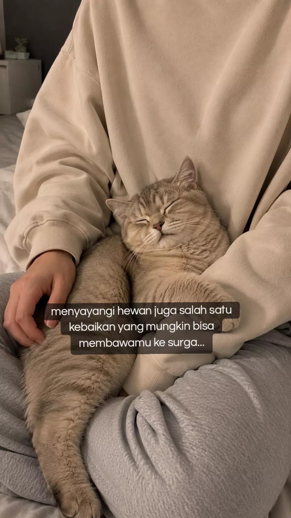@cimba😺