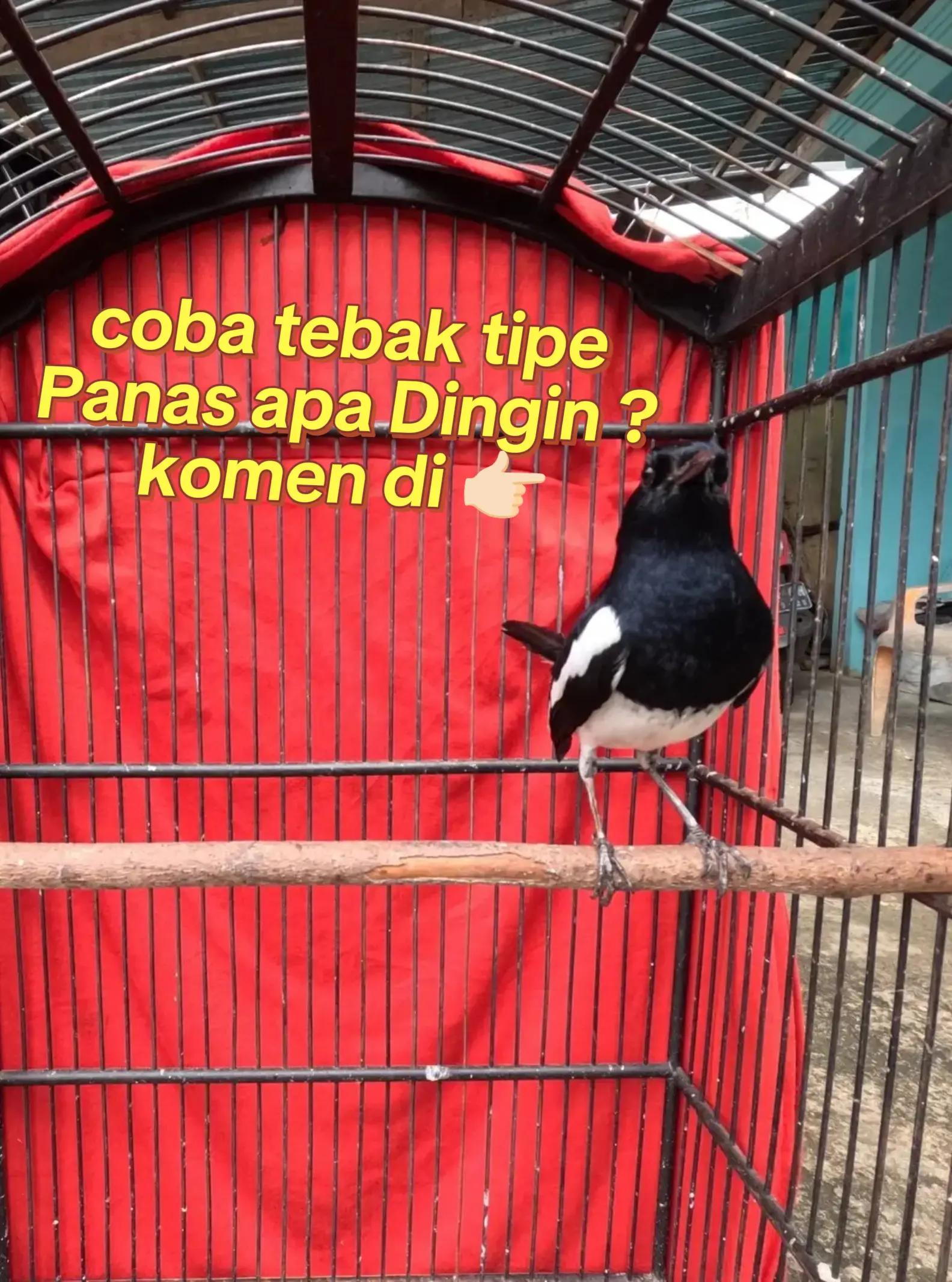 @dunia ternak