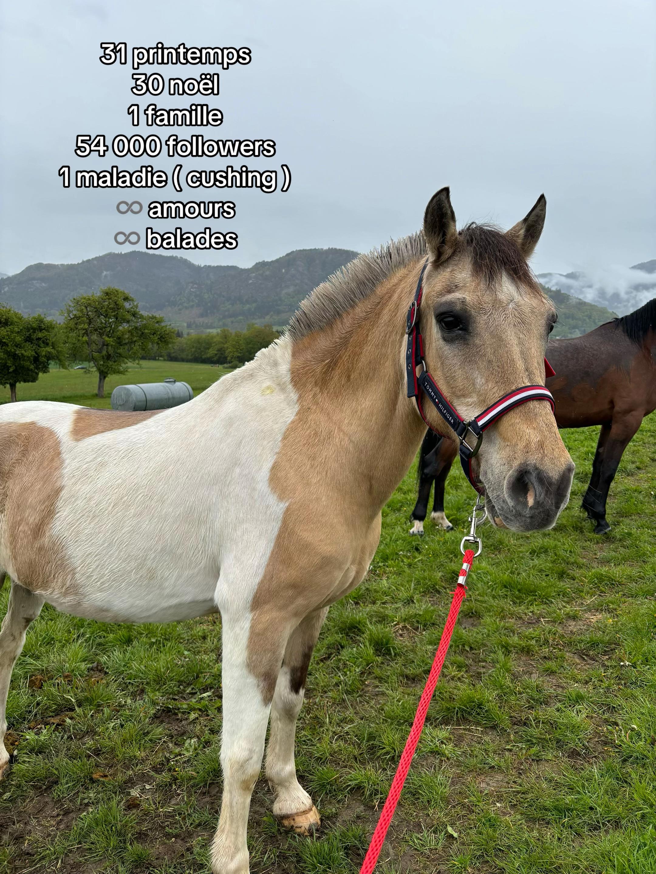 @mon poney pie