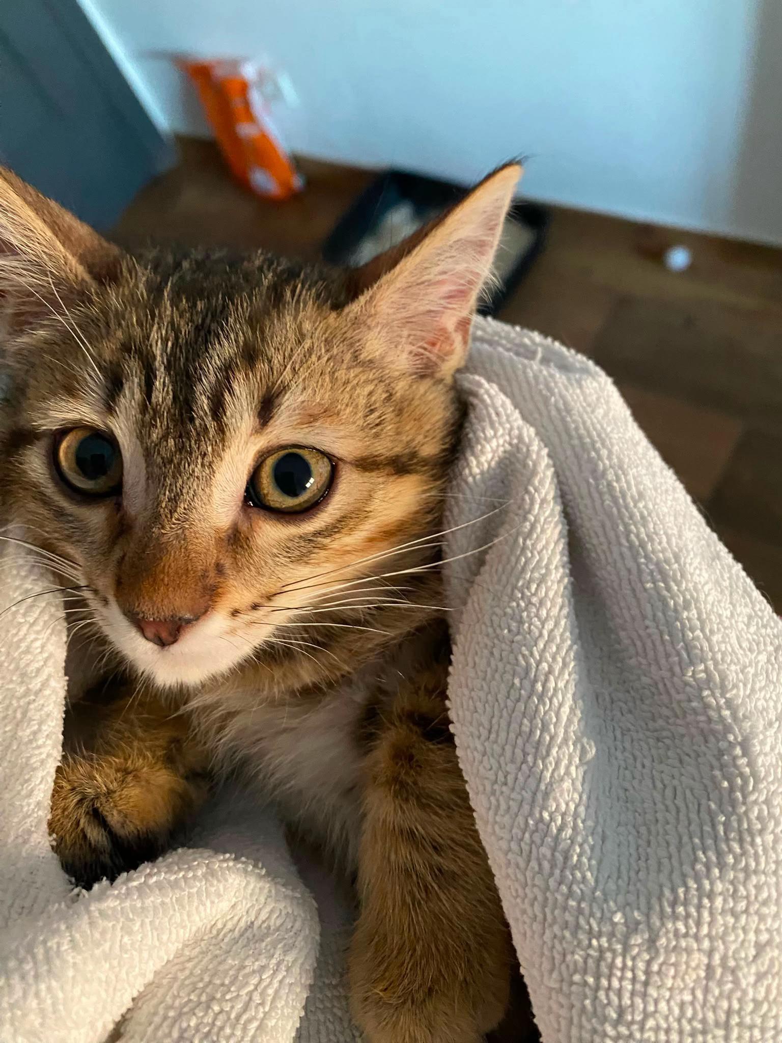 @PompeyayCat