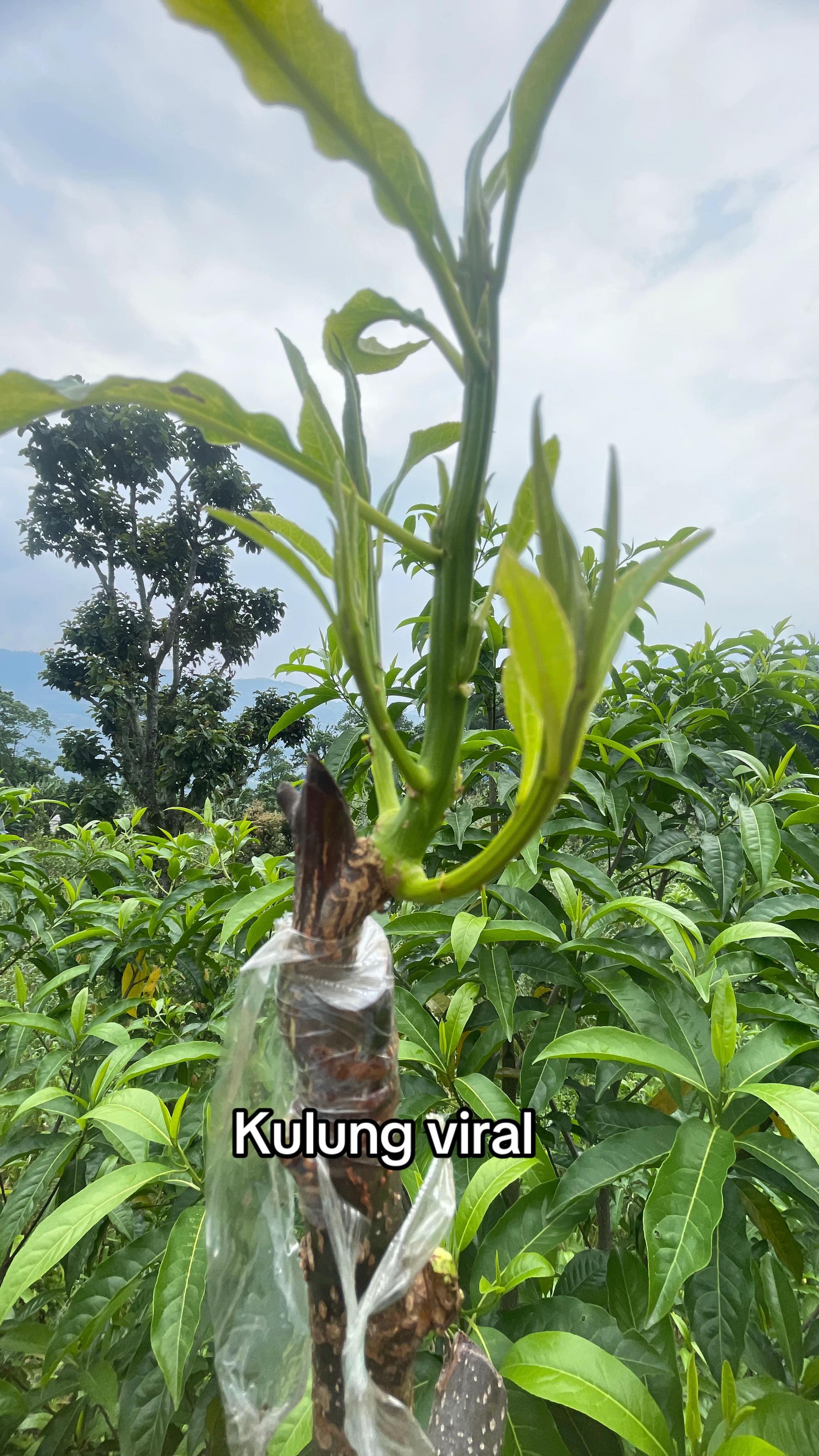 @नखावा कृषि
