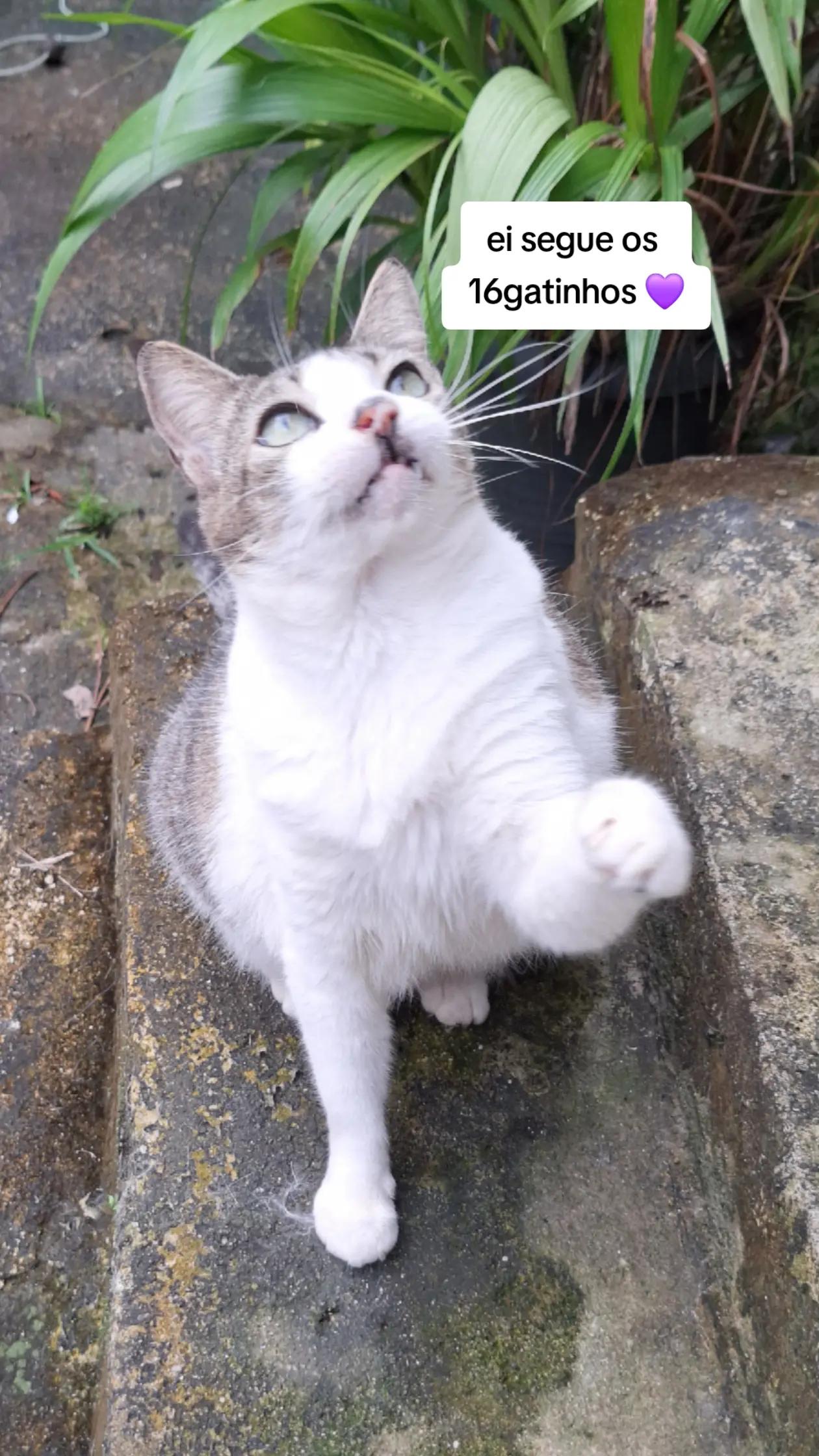 @casa dos gatos