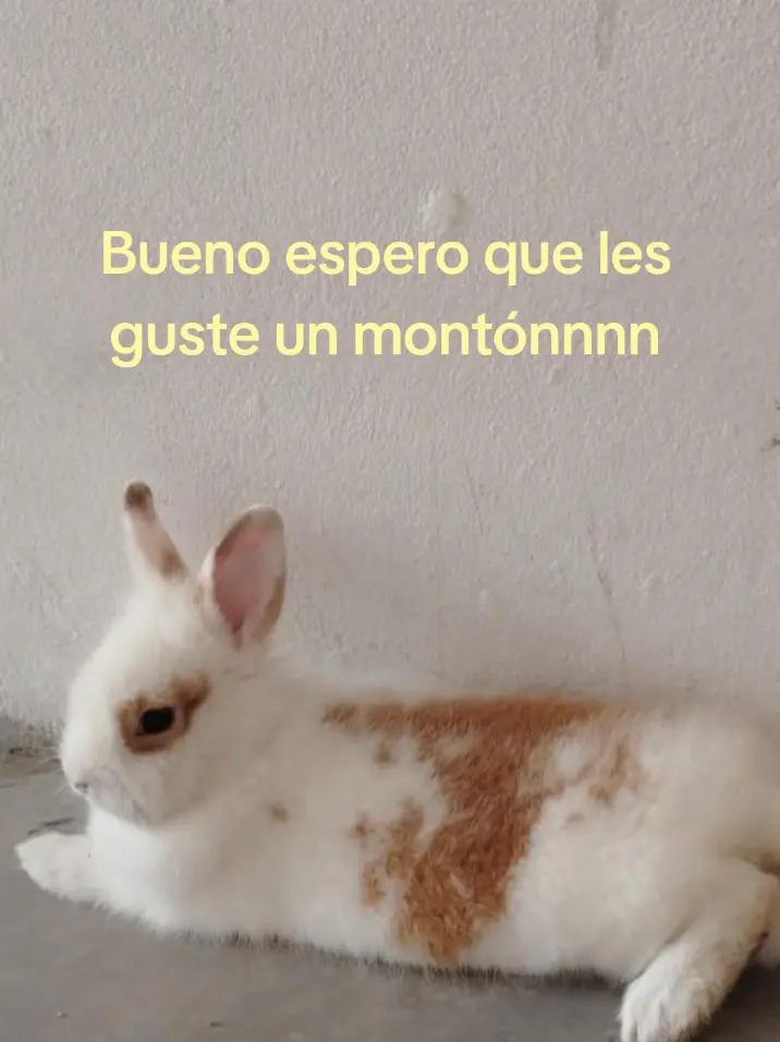 @La Madriguera de Judy 🐰