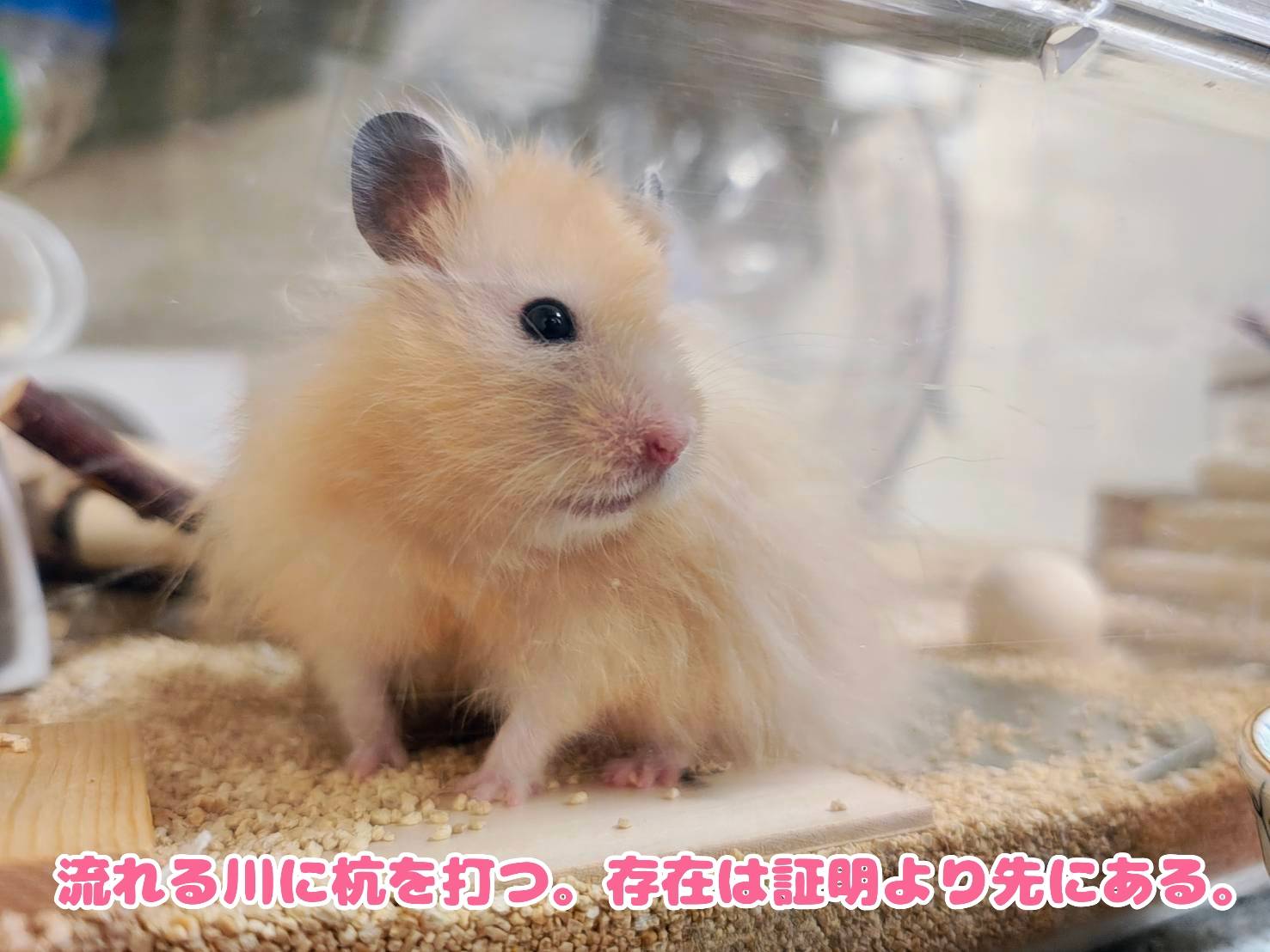 @モチキン🐹