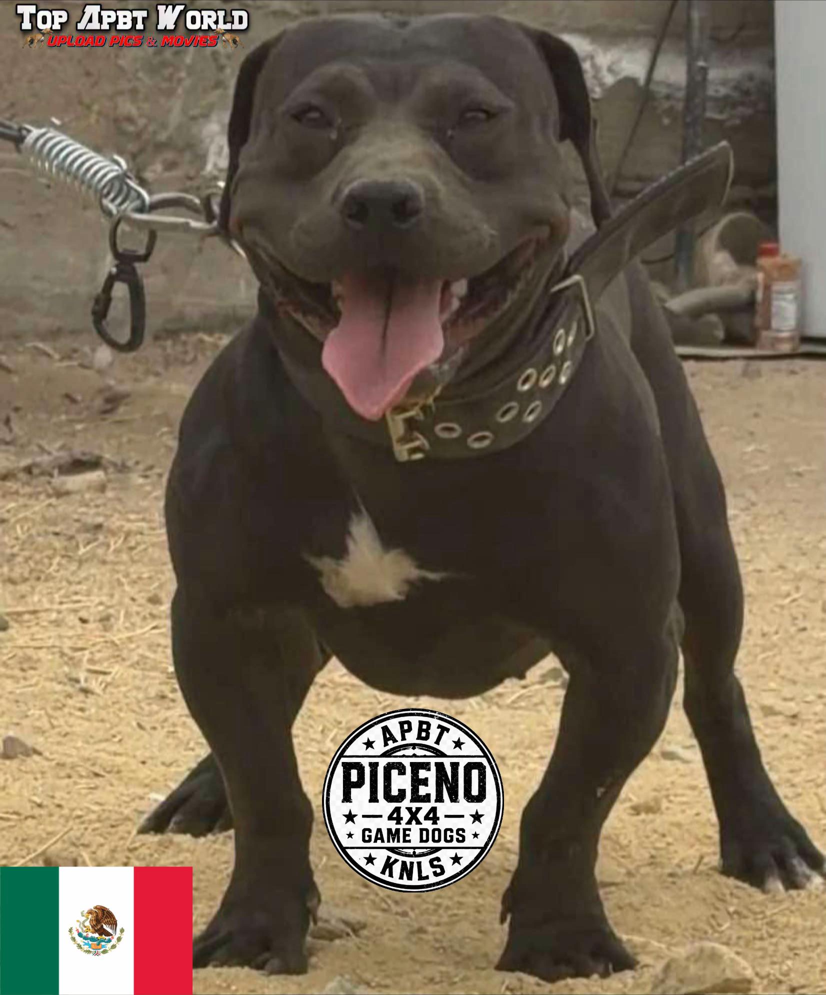 @APBT PICENO TIJUANA