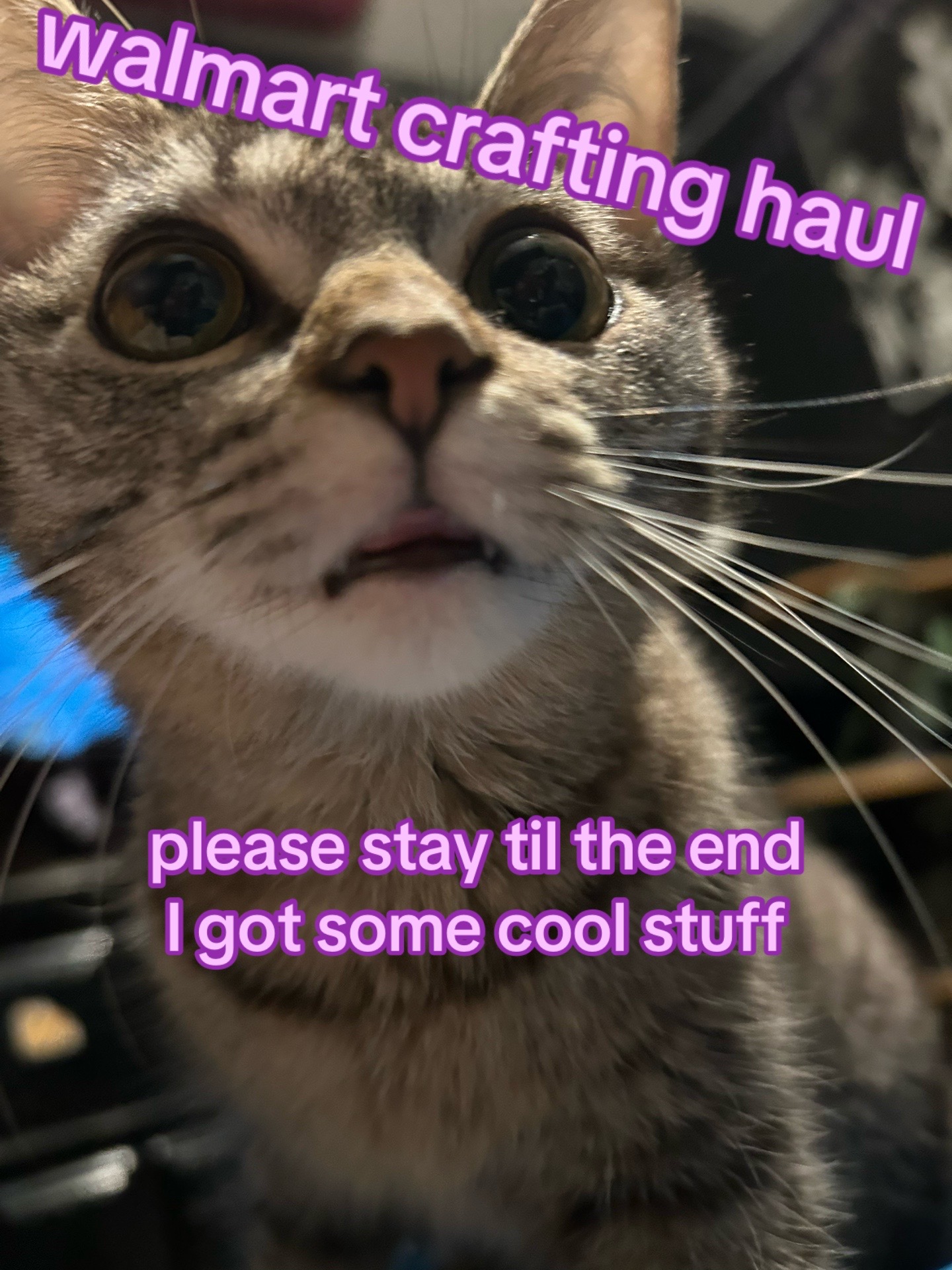 @kitti🐾🐾