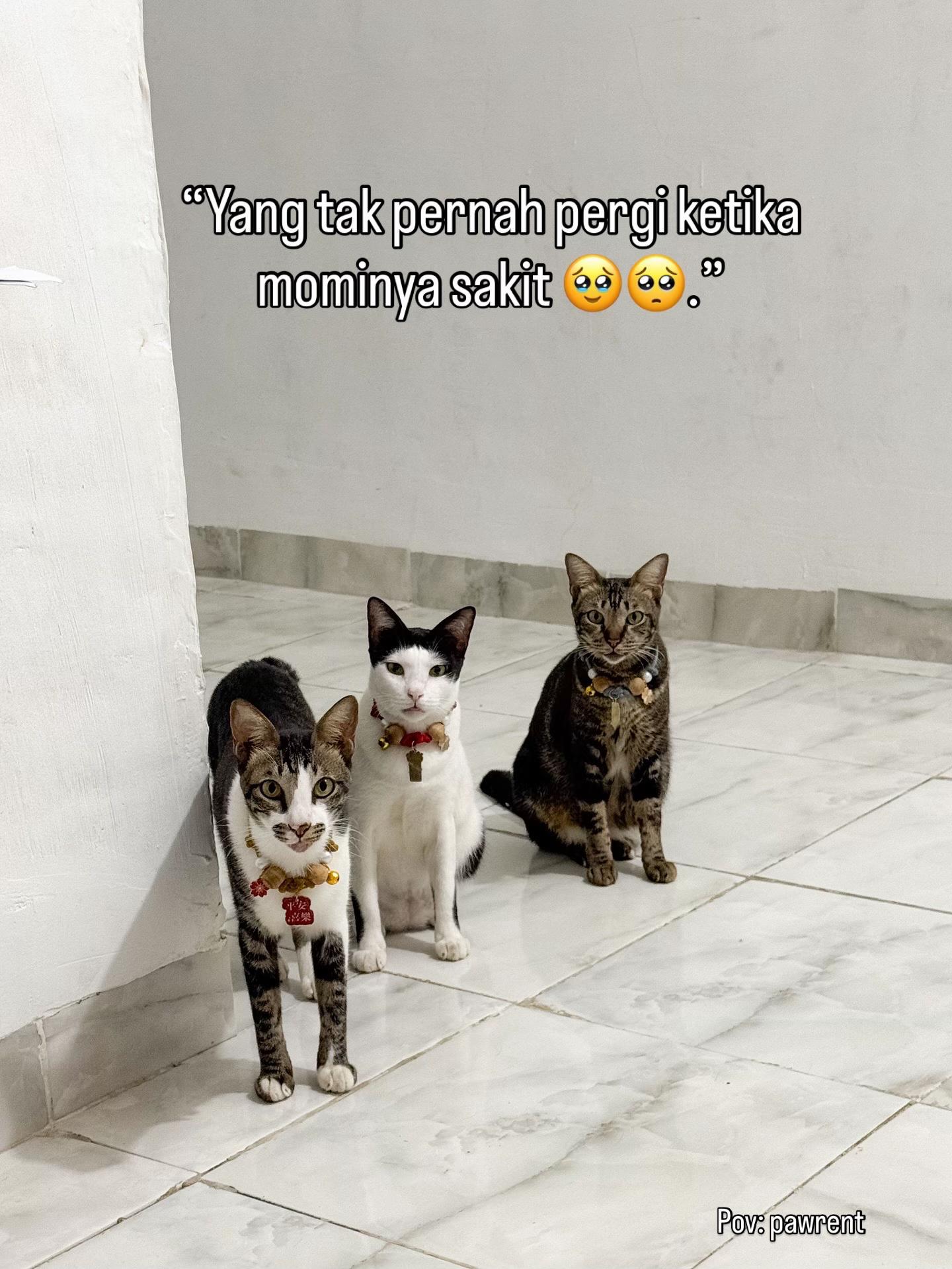@KucingGBK