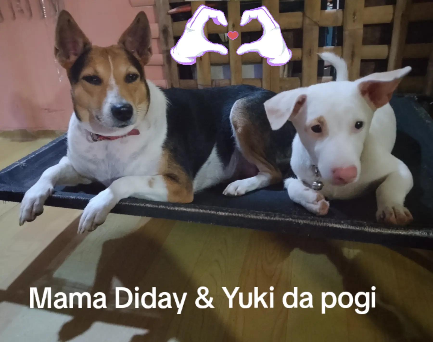 @Kamadi