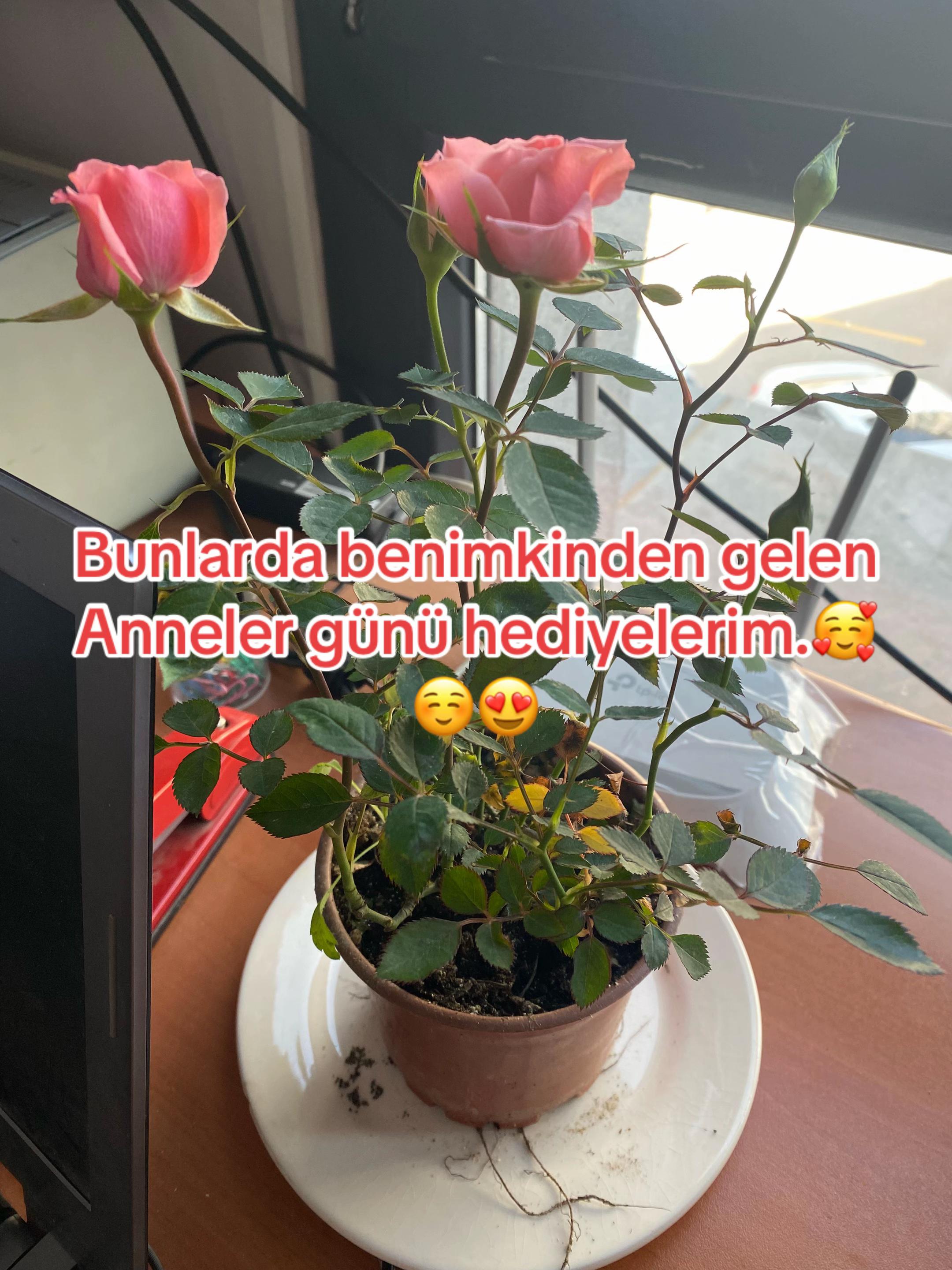 @Fatma