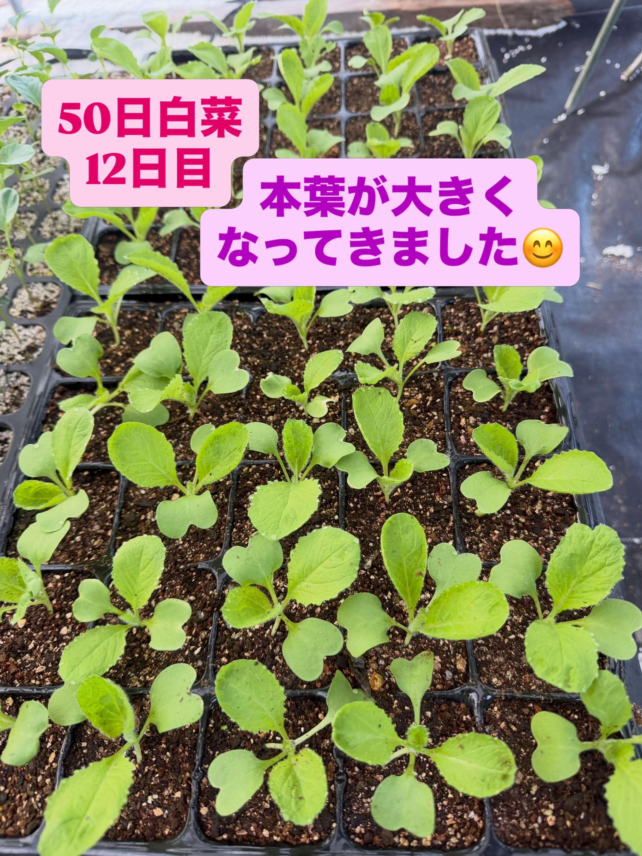 @堀井農園
