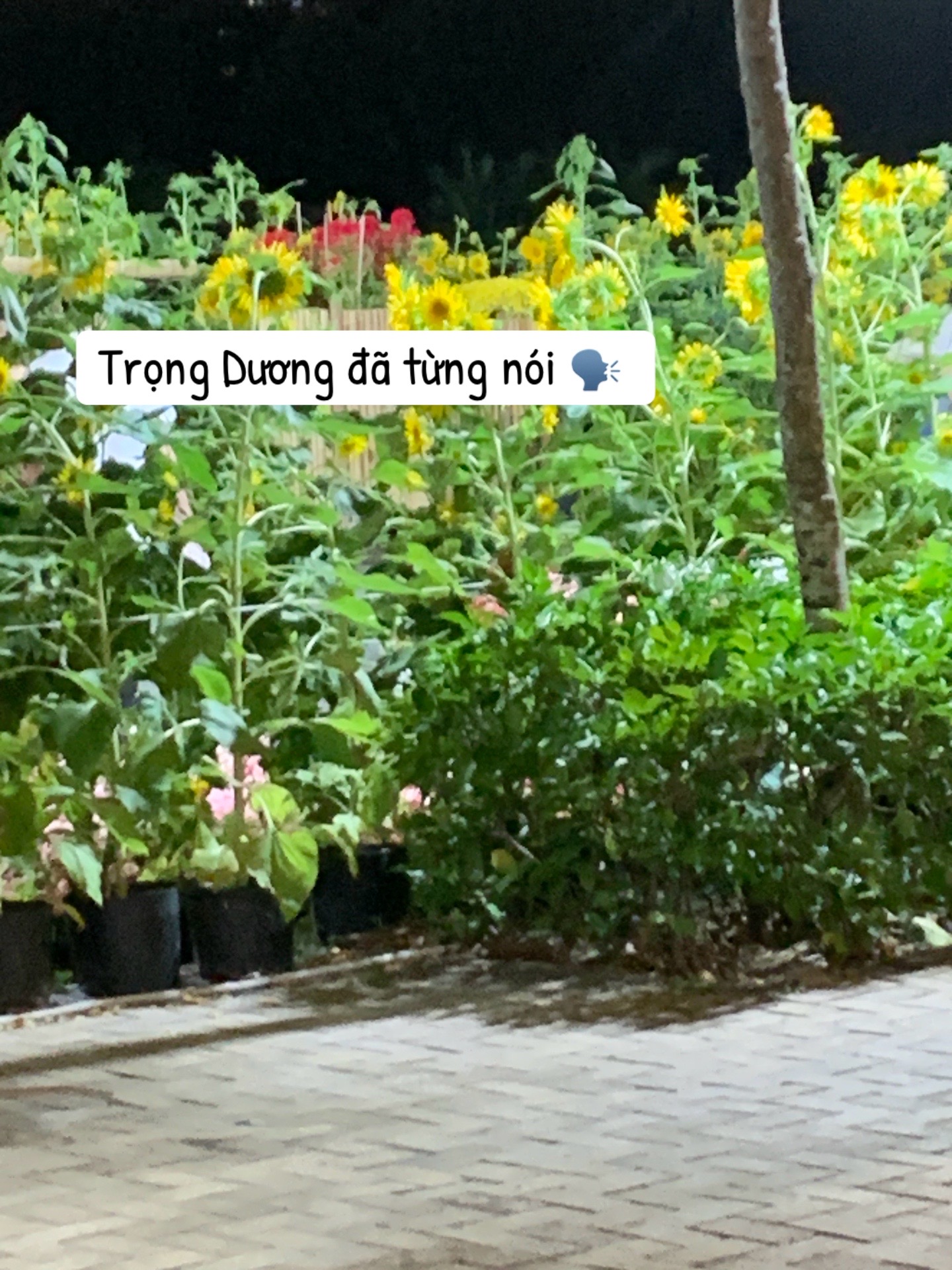 @Dươngg n&ograve;_🌻