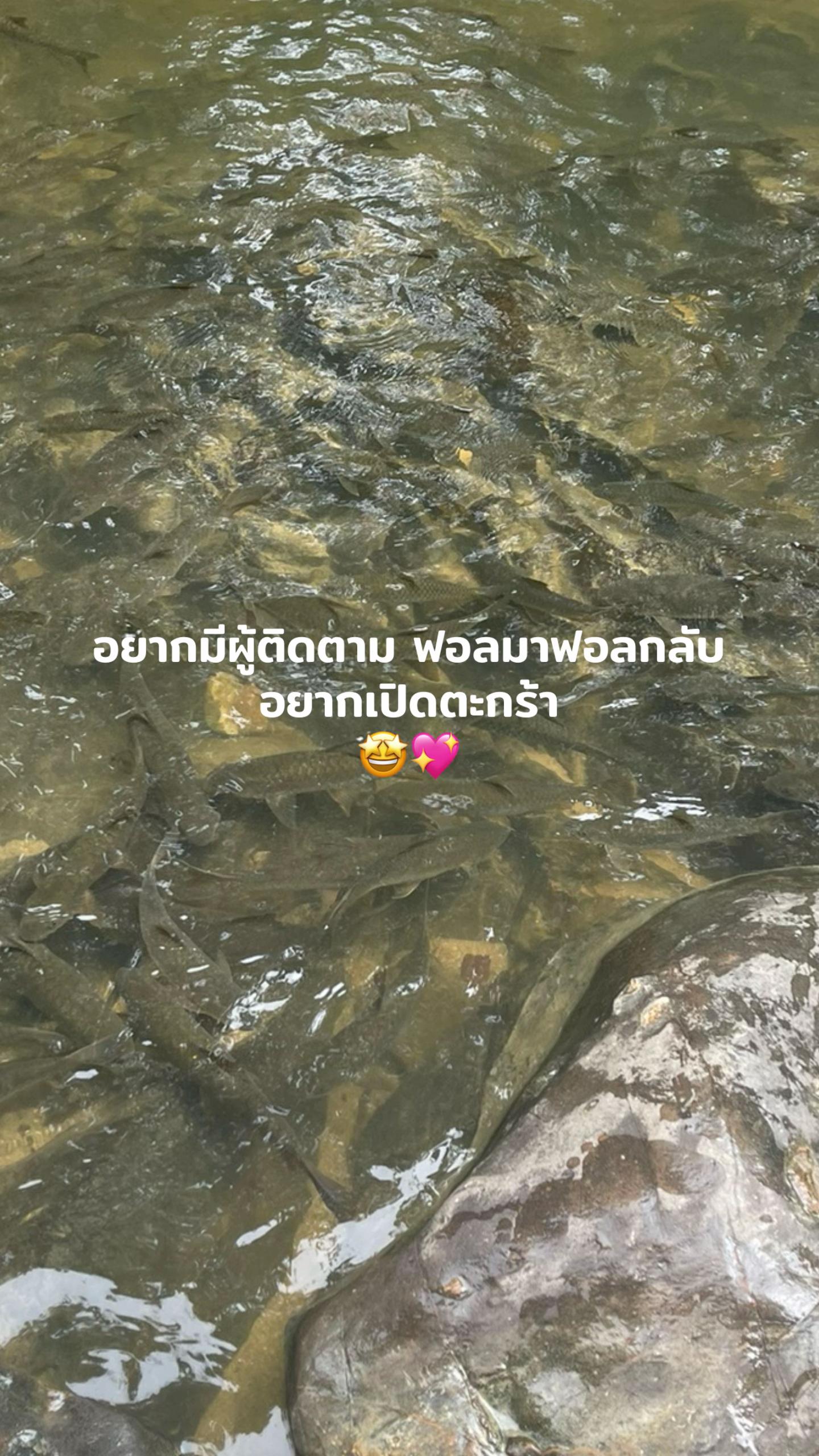 @วันนี้ทำไรดีย์🌟