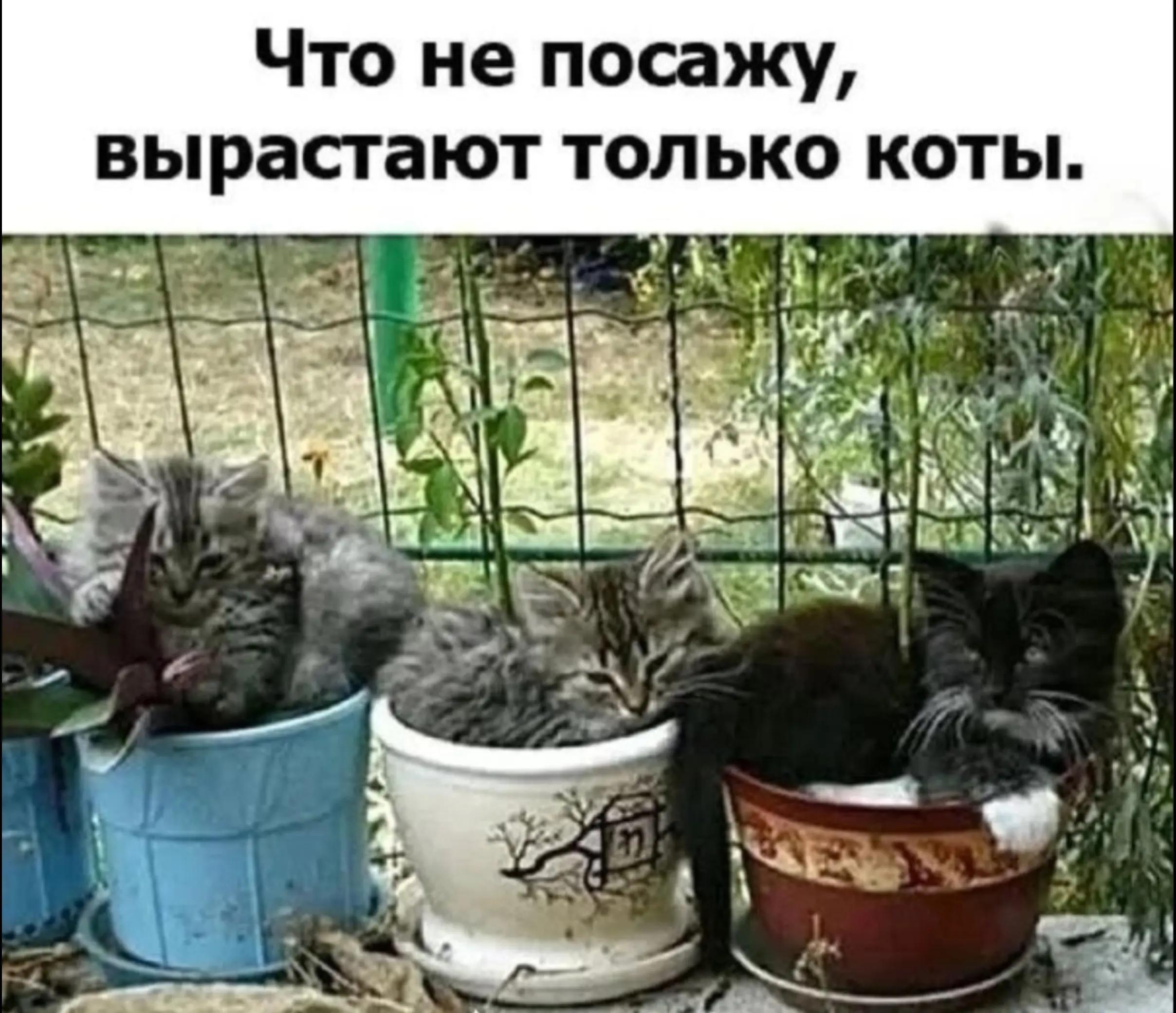 @𓆩𓆪