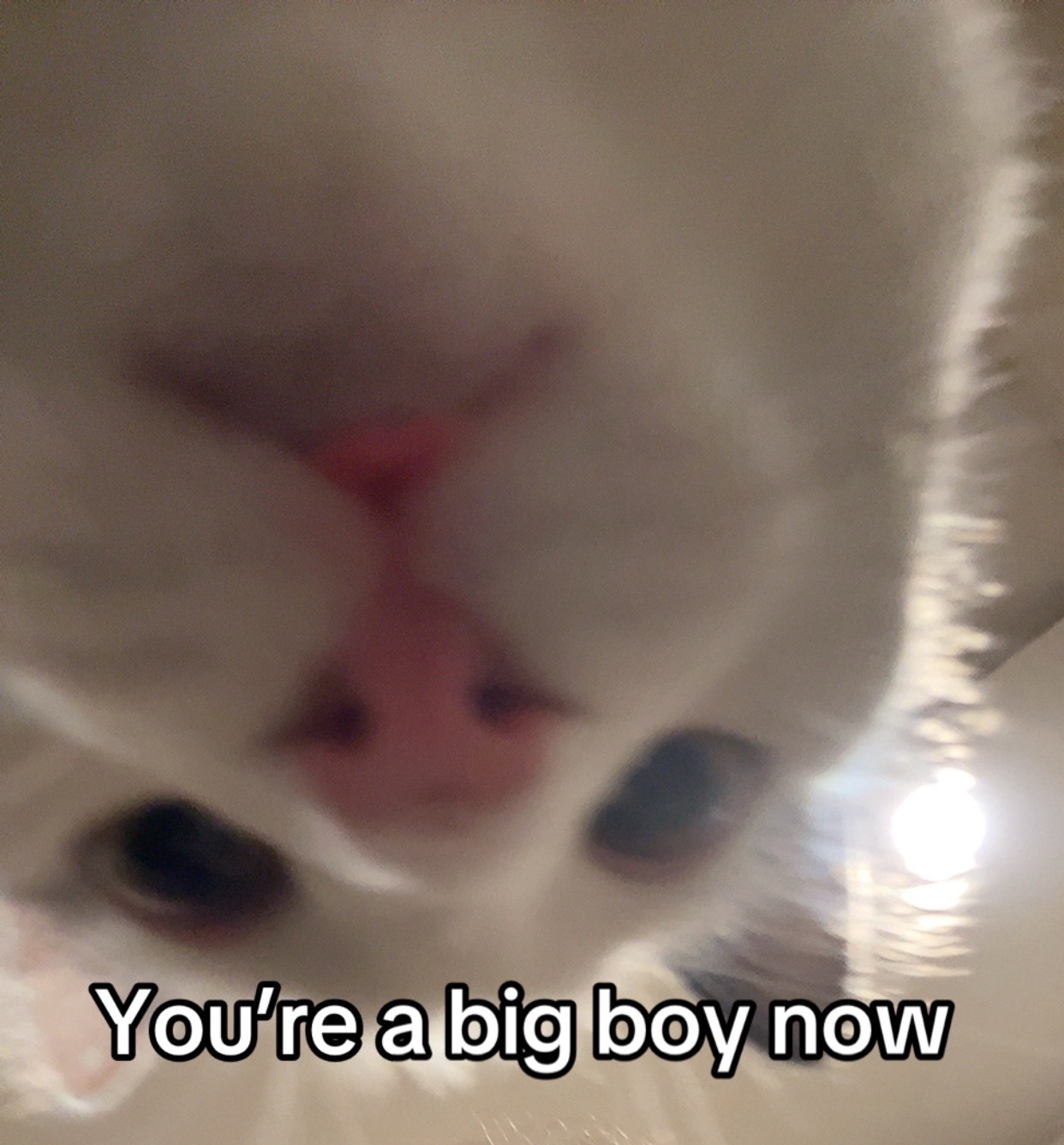 @Plagues