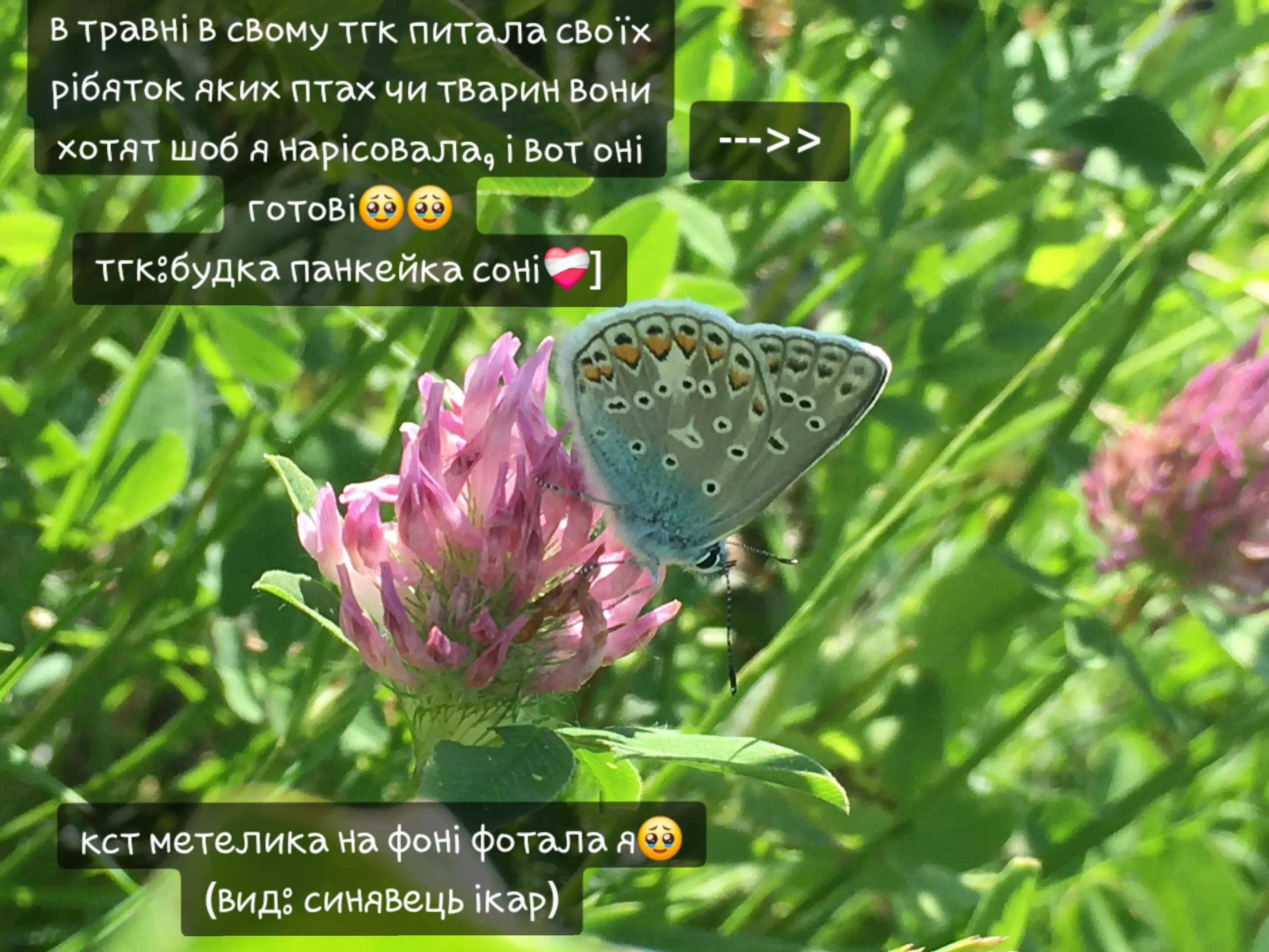 @панкейк соня🇺🇦|🌍🍝/ᵃⁿᵈ ᵒⁿᵉ