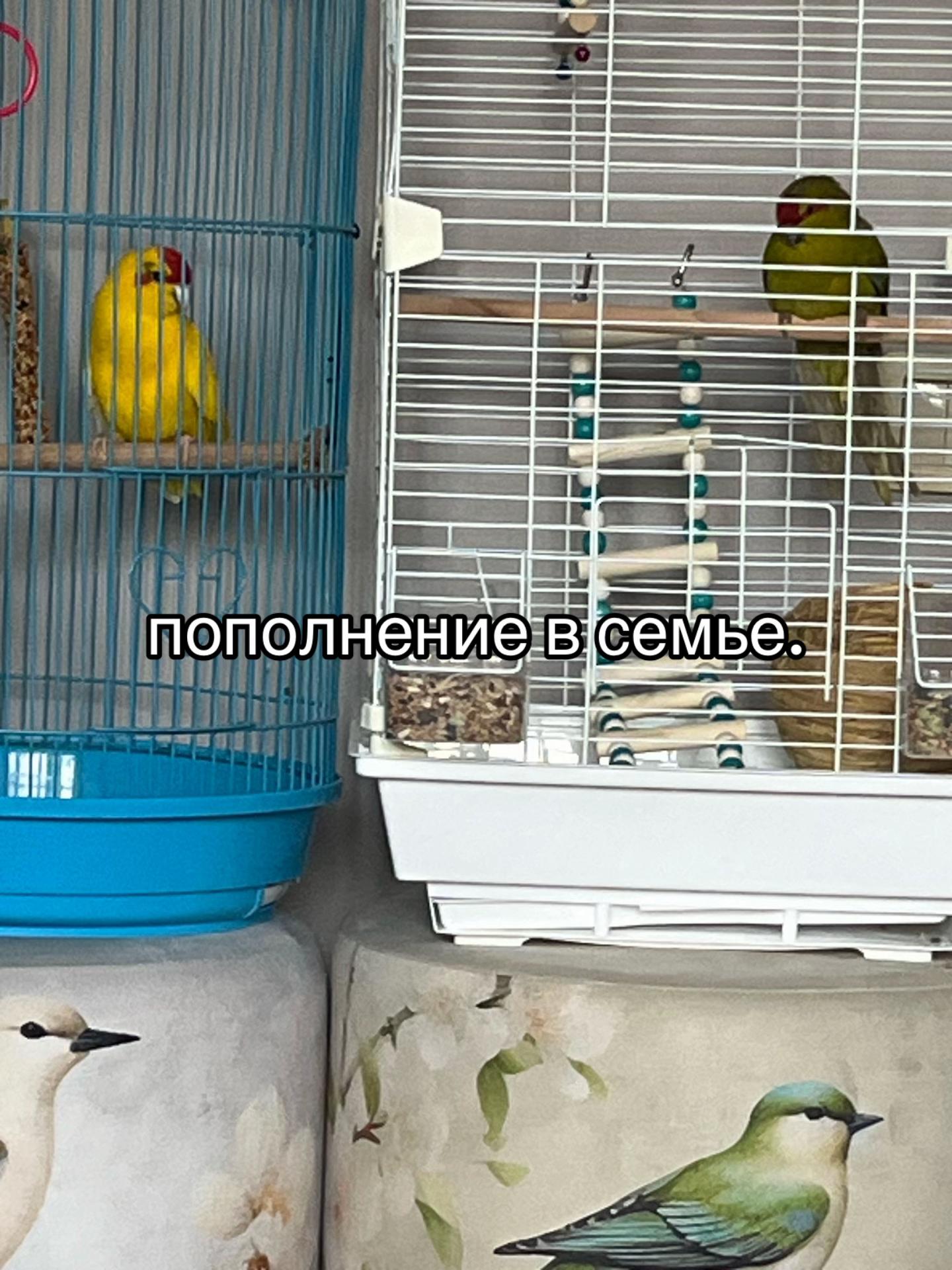 @[☑️] 𝑵𝑰𝑵𝑬𝑳𝑺𝑲𝑨𝒀𝑨1