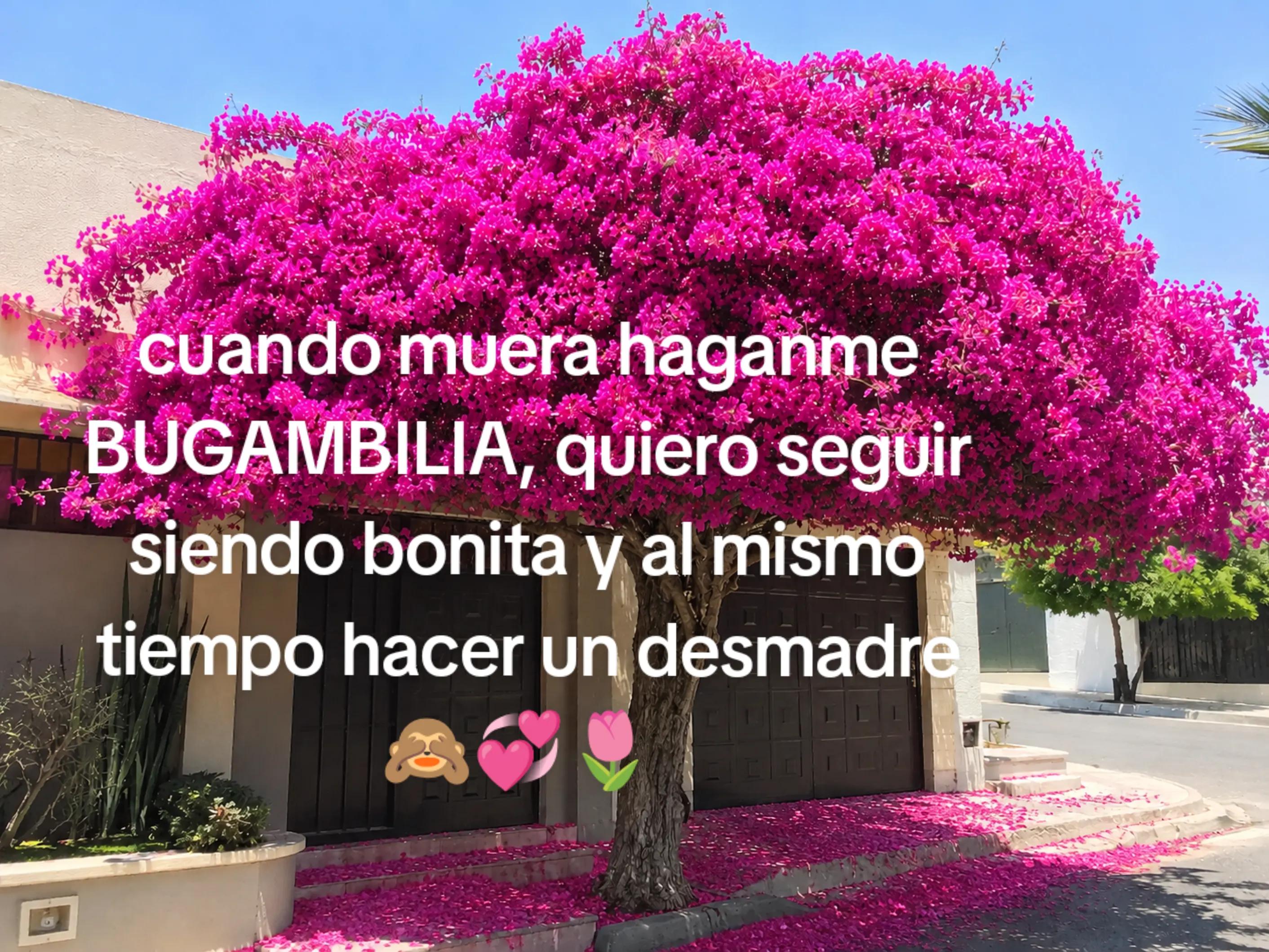 @paolavilla68