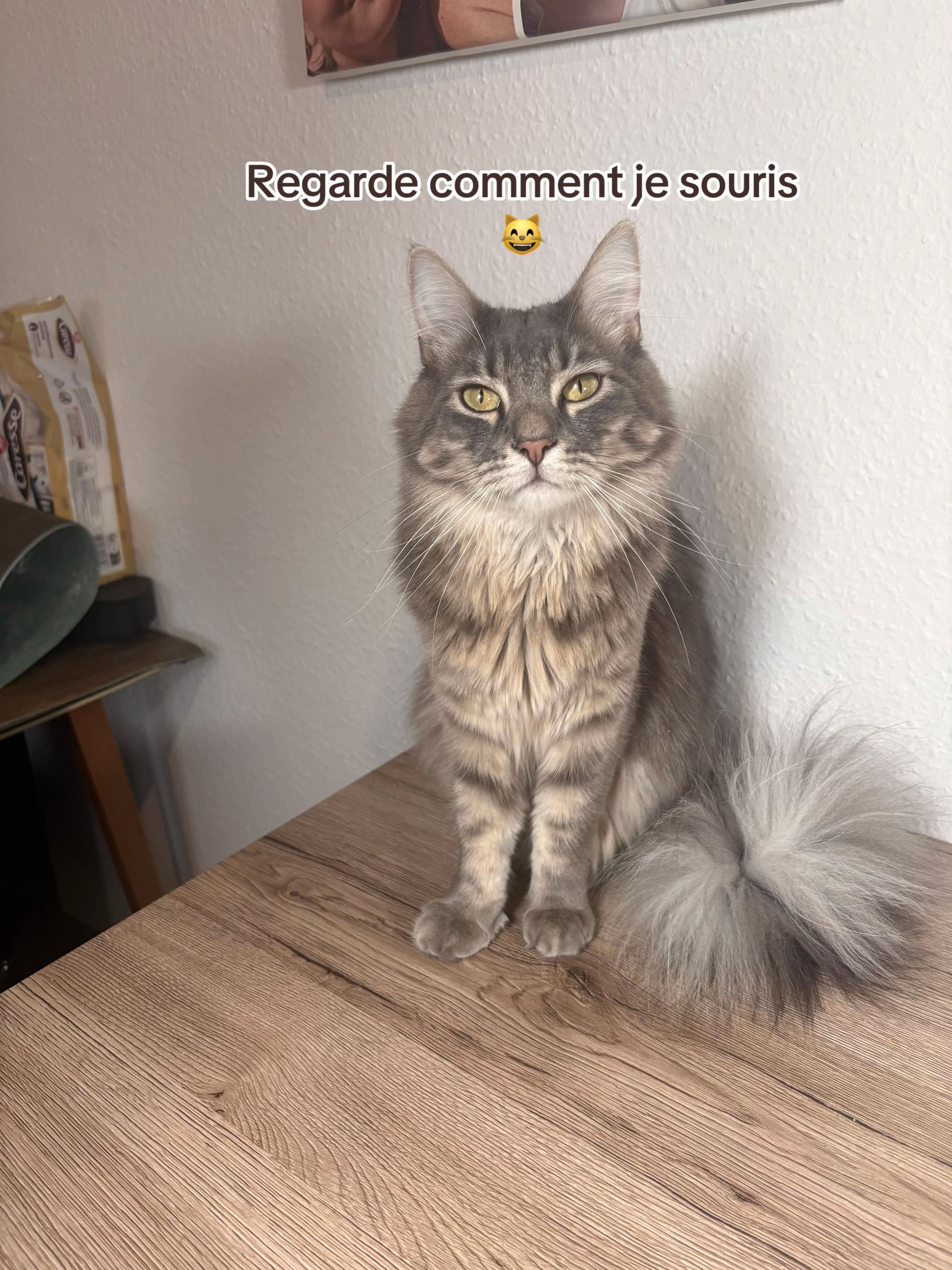 @Had&egrave;s & Zeus 🐱⚡️