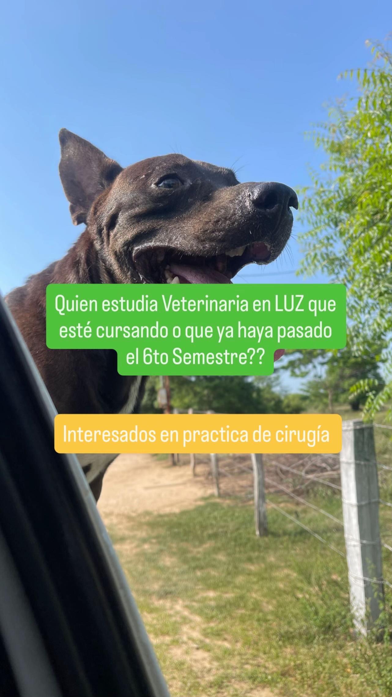 @Luis Fernando Silva 🐎🔥